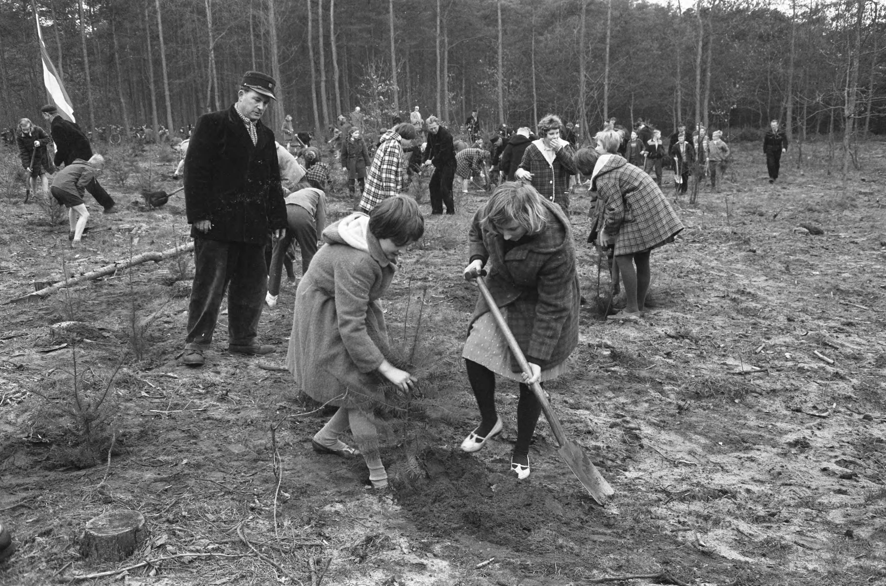 Fotocollectie Anefo — 5de Jaarlijkse Nationale Boomfeestdag, in de bossen van "Het Utrechtse Landschap" te Bilthoven planten 600 kinderen bomen — Foto: Pot, Harry / Anefo. Licentie: Set B: Rechtenvrij / Publiek Domein. Bron: Nationaal Archief. http://hdl.handle.net/10648/a9cf3e22-d0b4-102d-bcf8-003048976d84