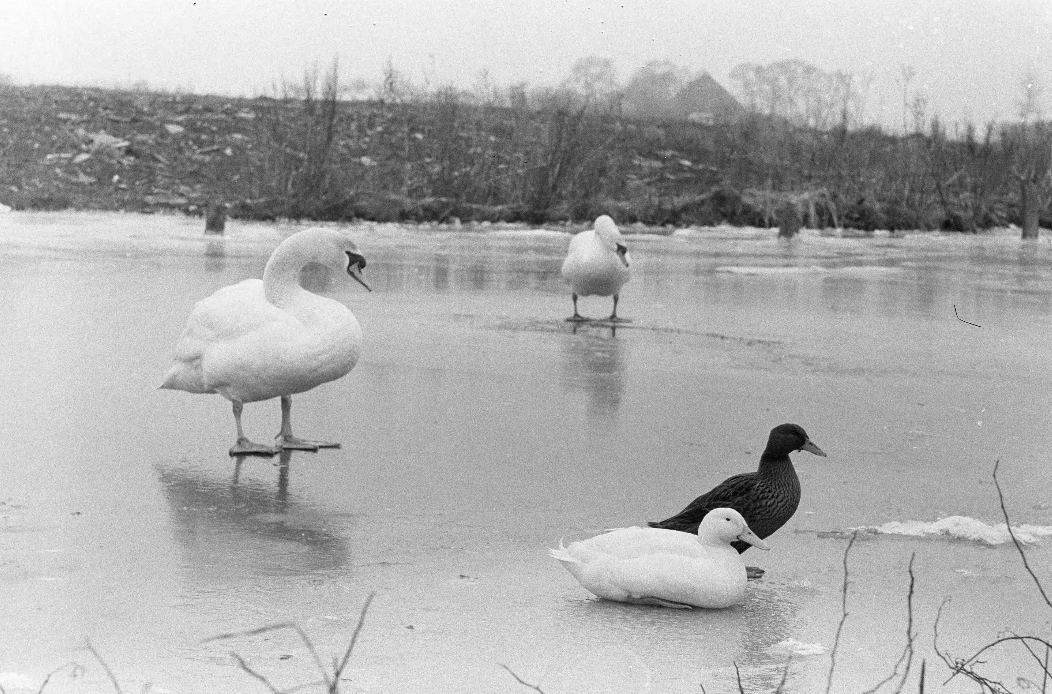 Fotocollectie Anefo — IJszeilen op de Gouwzee bij Monnickendam, watervogels, die van de koude te lijden hebben — Foto: Pot, Harry / Anefo. Licentie: Set B: Rechtenvrij / Publiek Domein. Bron: Nationaal Archief. http://hdl.handle.net/10648/a9c71b34-d0b4-102d-bcf8-003048976d84
