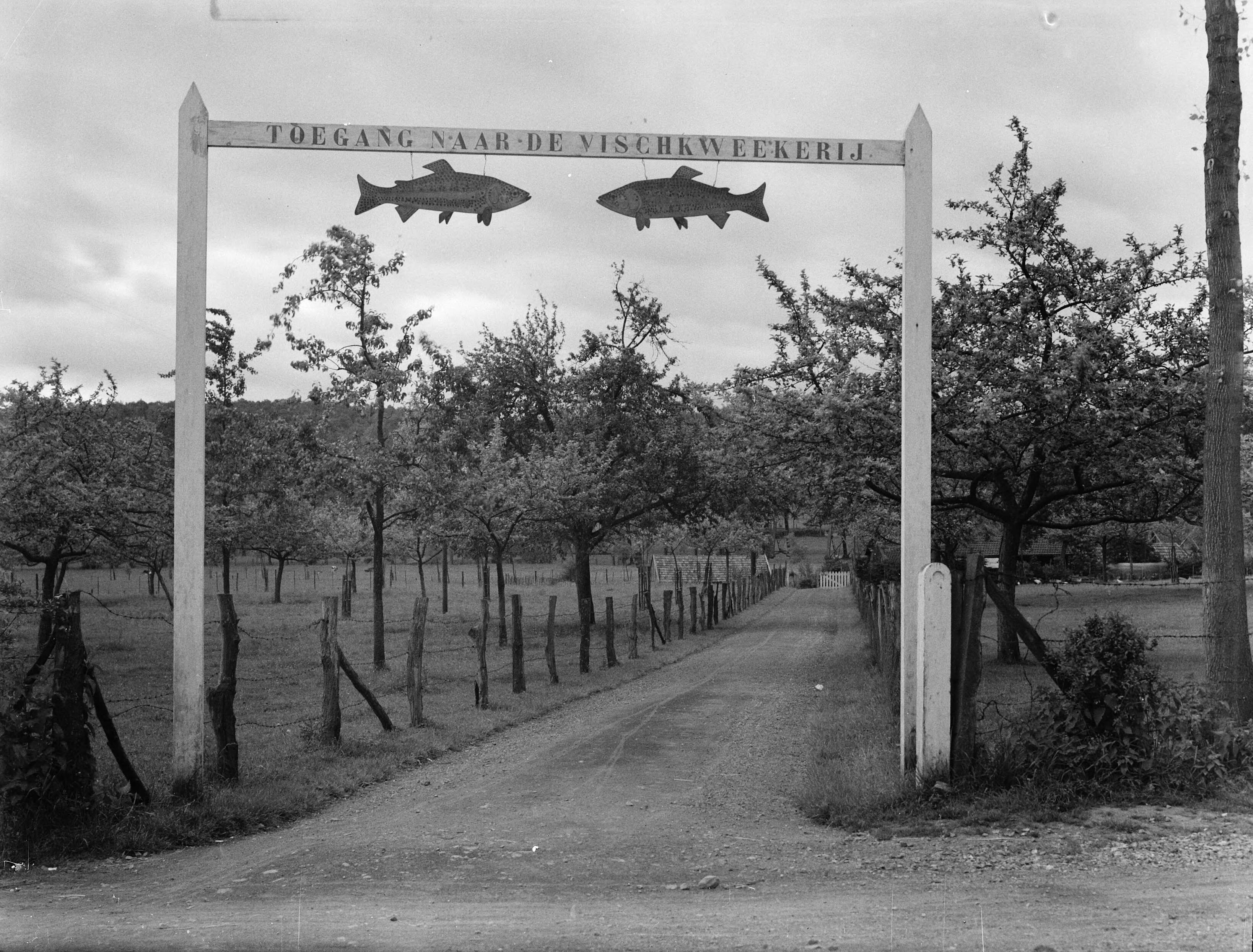 Fotocollectie Nederlandse Heidemaatschappij — Gulpen|kwekerij — Foto: Fotograaf Onbekend / Heidemij. Licentie: Set B: Rechtenvrij / Publiek Domein. Bron: Nationaal Archief. http://hdl.handle.net/10648/ae40e6fe-d0b4-102d-bcf8-003048976d84