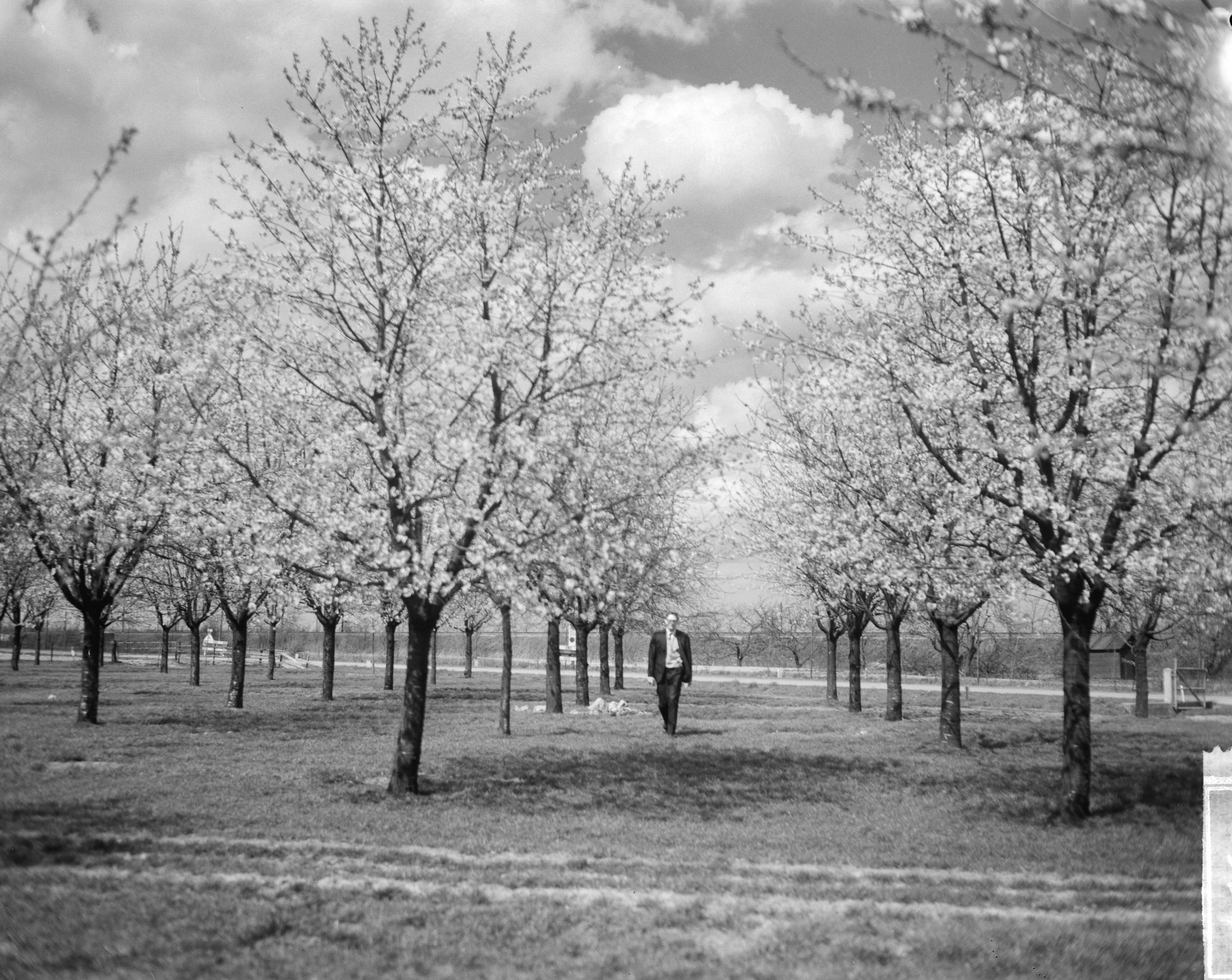 Fotocollectie Anefo — De eerste kersenboomgaarden in bloei, omgeving Bunnik (provincie Utrecht), bloeiende kersenboomgaard — Foto: Bilsen, Joop van / Anefo. Licentie: Set B: Rechtenvrij / Publiek Domein. Bron: Nationaal Archief. http://hdl.handle.net/10648/aa65464c-d0b4-102d-bcf8-003048976d84