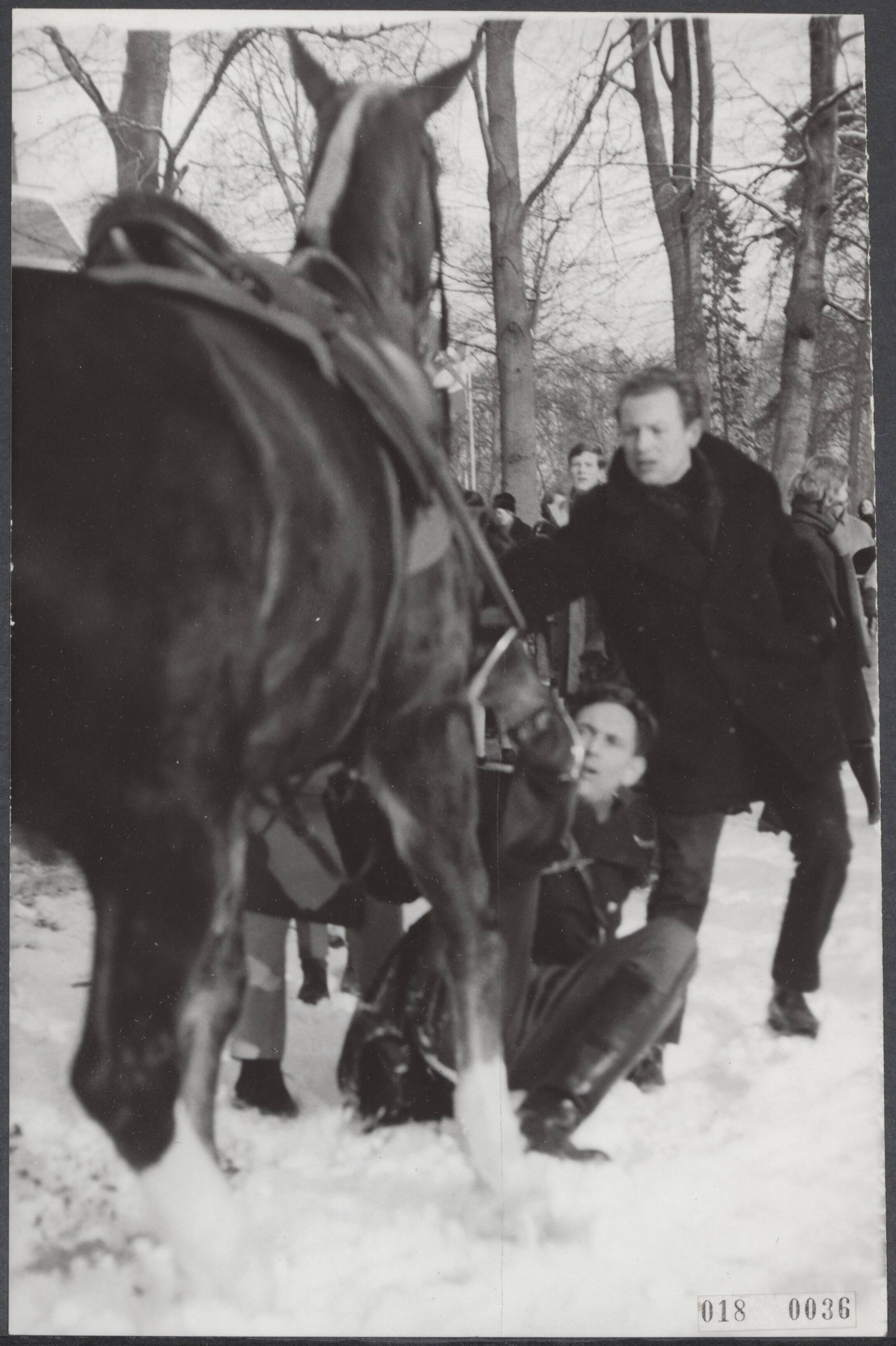 Fotocollectie Elsevier Binnenland — Prinses Beatrix en Claus von Amsberg zijn in Baarn in ondertrouw gegaan. Tijdens de rijtoer na de plechtigheid kan en een agent zijn paard niet in bedwang houden en werd er afgeworpen — Foto: Nijs, Jac. de / Anefo. Licentie: Set B: Rechtenvrij / Publiek Domein. Bron: Nationaal Archief. http://hdl.handle.net/10648/adc10380-d0b4-102d-bcf8-003048976d84