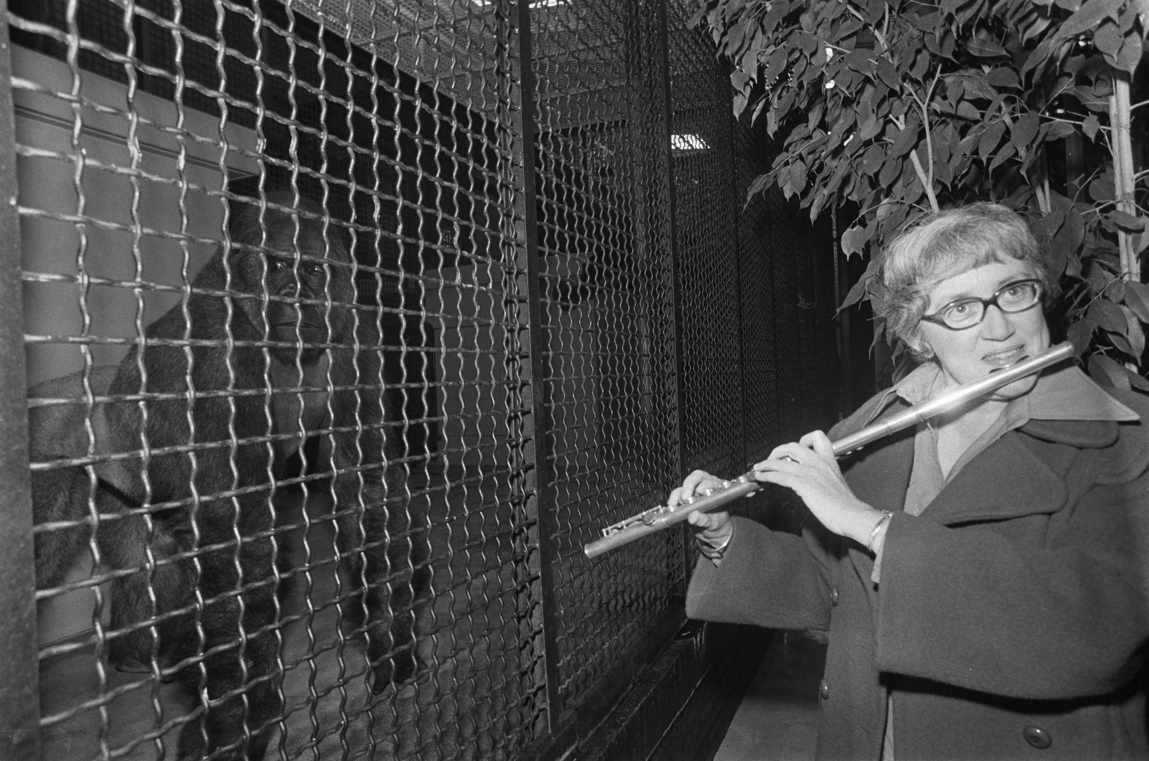Fotocollectie Anefo — Ellen Mac Gillavry (concertfluitiste) speelt voor gorillas in Wassenaars Dierenpark. Ellen Mac Gillavry bij de gorillas — Foto: Mieremet, Rob / Anefo. Licentie: Set B: Rechtenvrij / Publiek Domein. Bron: Nationaal Archief. http://hdl.handle.net/10648/ac5684c0-d0b4-102d-bcf8-003048976d84