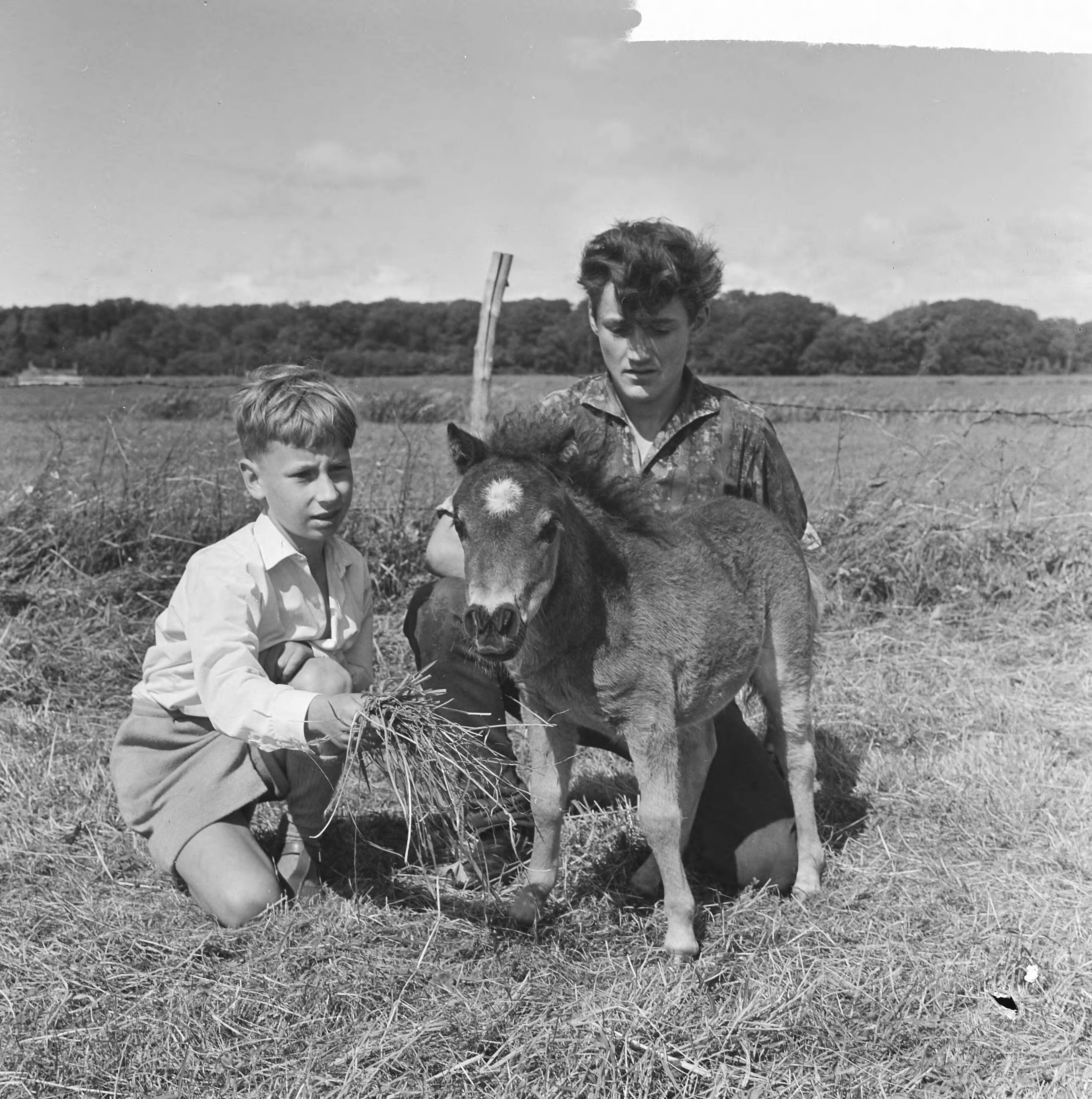 Fotocollectie Anefo — Kleinste pony ter wereld in Leidschendam, de zoon met de pony — Foto: Koch, Eric / Anefo. Licentie: Set B: Rechtenvrij / Publiek Domein. Bron: Nationaal Archief. http://hdl.handle.net/10648/aa6f4f84-d0b4-102d-bcf8-003048976d84