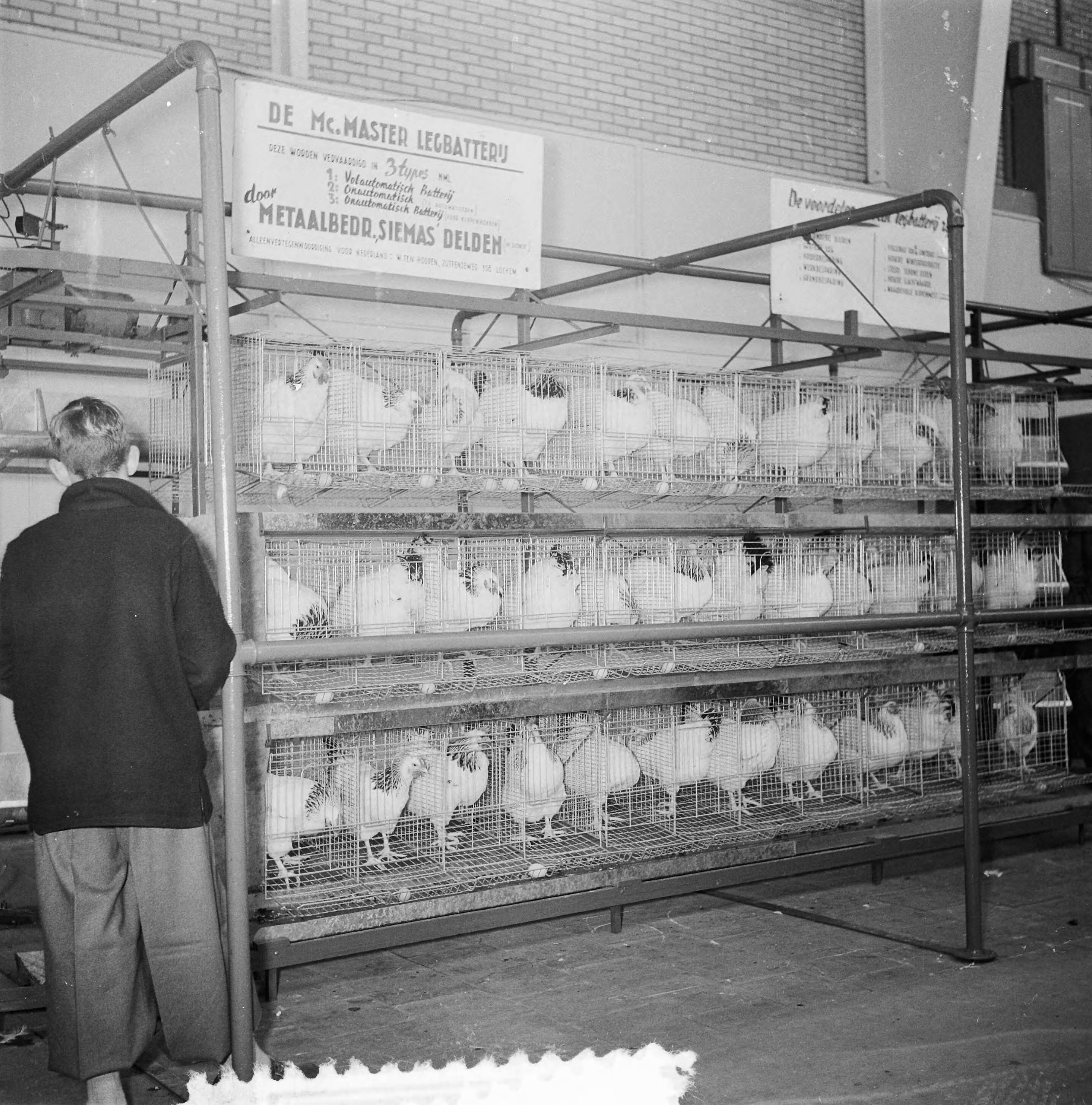 Fotocollectie Anefo — Pluimveetentoonstelling "Amitophilia" te Utrecht — Foto: Rossem, Wim van / Anefo. Licentie: Set B: Rechtenvrij / Publiek Domein. Bron: Nationaal Archief. http://hdl.handle.net/10648/a93e3224-d0b4-102d-bcf8-003048976d84
