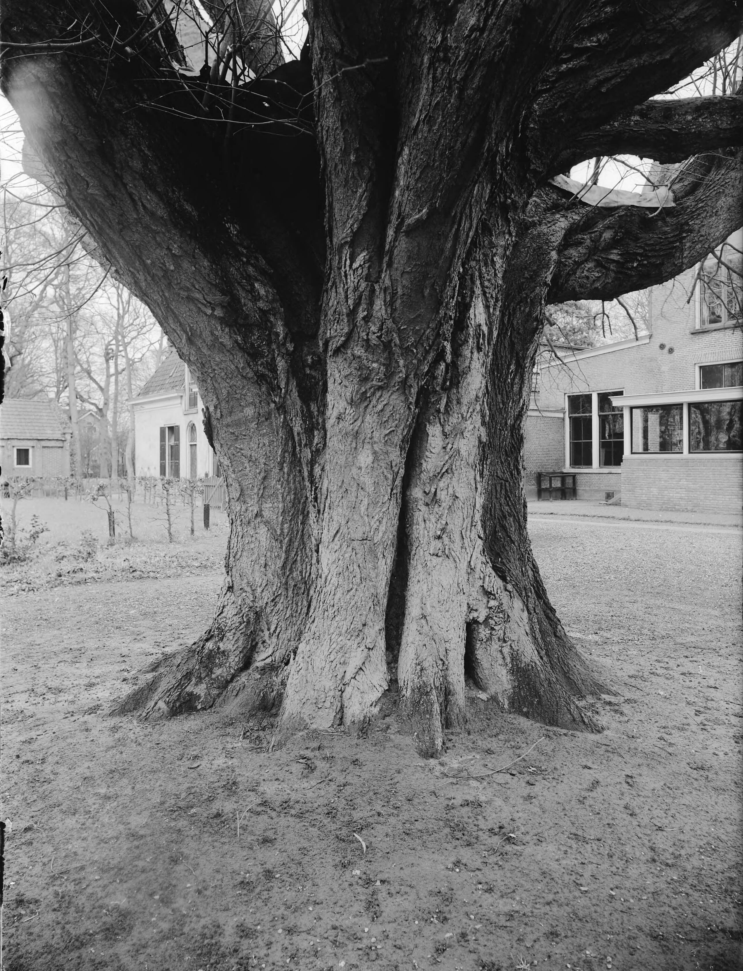 Fotocollectie Nederlandse Heidemaatschappij — Linde op het landgoed De Clinze, Oudkerk — Foto: Fotograaf Onbekend / Heidemij. Licentie: Set B: Rechtenvrij / Publiek Domein. Bron: Nationaal Archief. http://hdl.handle.net/10648/ae7d9cde-d0b4-102d-bcf8-003048976d84