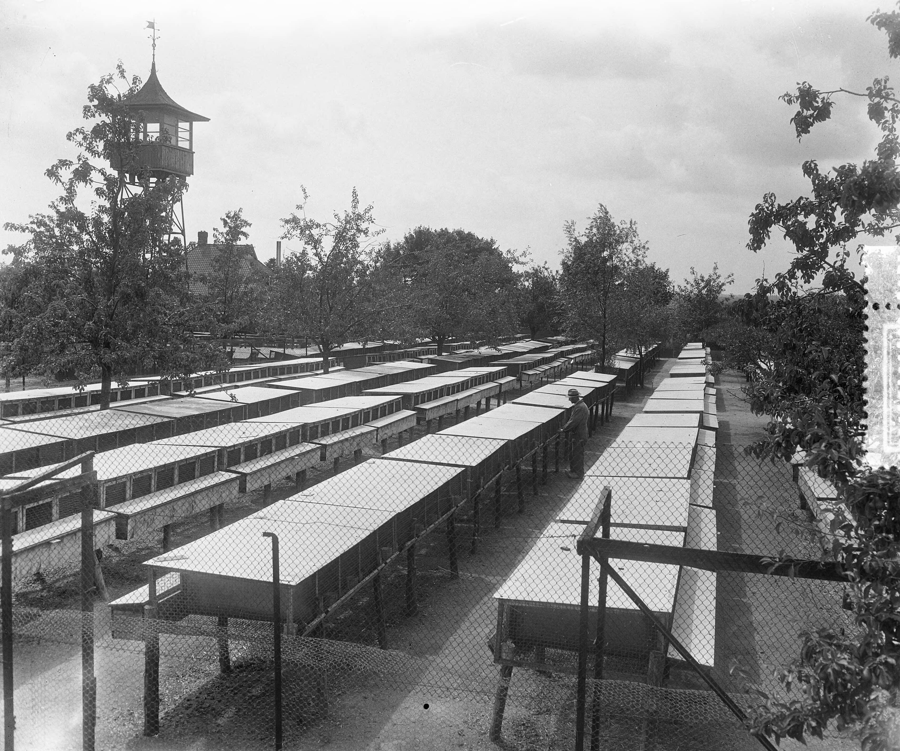 Nertsenfarm te Eest (Utrecht) — Foto: Pot, Harry / Anefo. — Licentie: Set B: Rechtenvrij / Publiek Domein. Bron: Nationaal Archief. http://hdl.handle.net/10648/a90fc524-d0b4-102d-bcf8-003048976d84