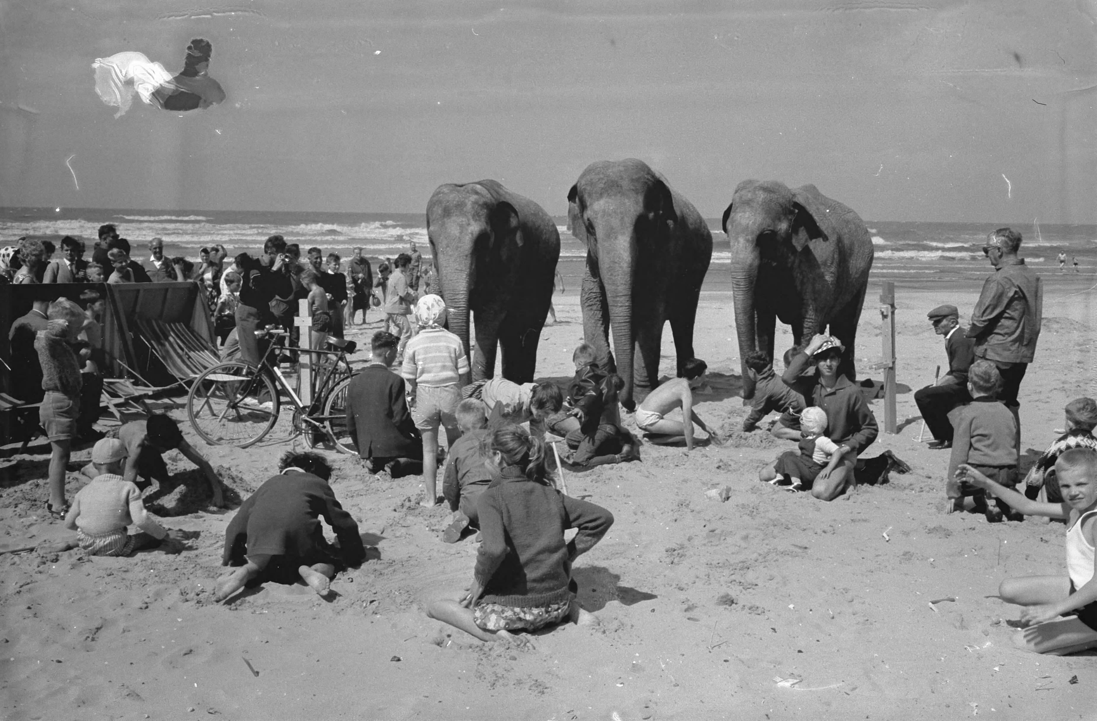 Fotocollectie Anefo — Zandbouwwedstrijd te Scheveningen. Olifanten van circus Strassburger op het strand — Foto: Pot, Harry / Anefo. Licentie: Set B: Rechtenvrij / Publiek Domein. Bron: Nationaal Archief. http://hdl.handle.net/10648/aa13c84e-d0b4-102d-bcf8-003048976d84