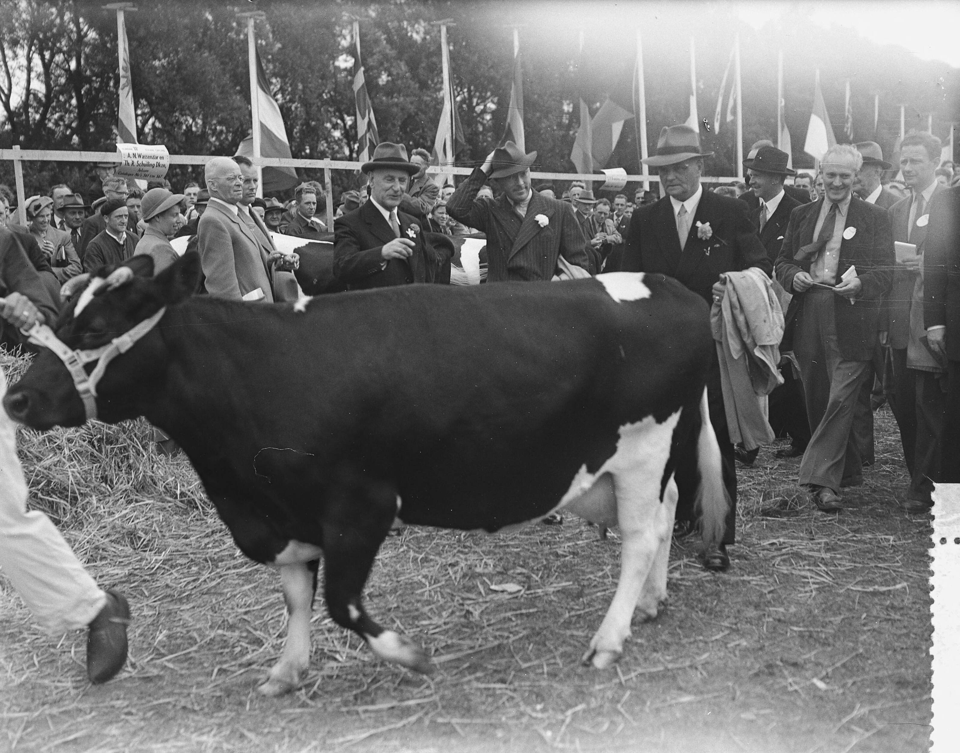 Fotocollectie Anefo — Jubileum 75 jaar keuring Fries Rundvee Stamboek te Leeuwarden, Prins Bernhard was aanwezig — Foto: Bilsen, Joop van / Anefo. Licentie: Set B: Rechtenvrij / Publiek Domein. Bron: Nationaal Archief. http://hdl.handle.net/10648/a9292fdc-d0b4-102d-bcf8-003048976d84