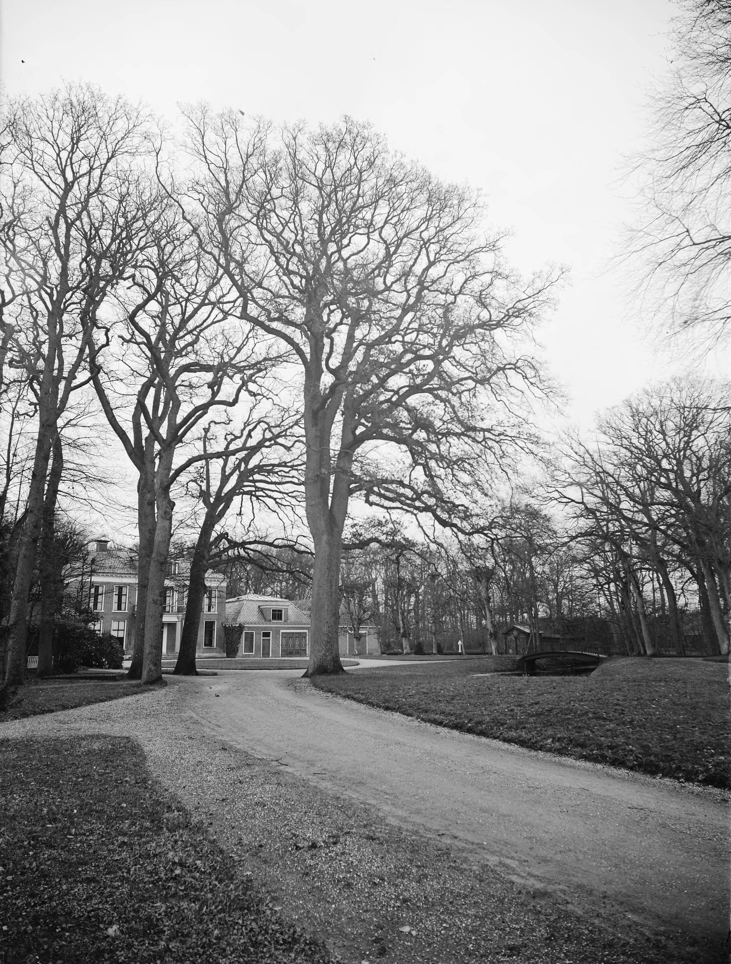 Fotocollectie Nederlandse Heidemaatschappij — Eik op landgoed Stania State (Oenkerk, Friesland) — Foto: Fotograaf Onbekend / Heidemij. Licentie: Set B: Rechtenvrij / Publiek Domein. Bron: Nationaal Archief. http://hdl.handle.net/10648/ae858dfe-d0b4-102d-bcf8-003048976d84