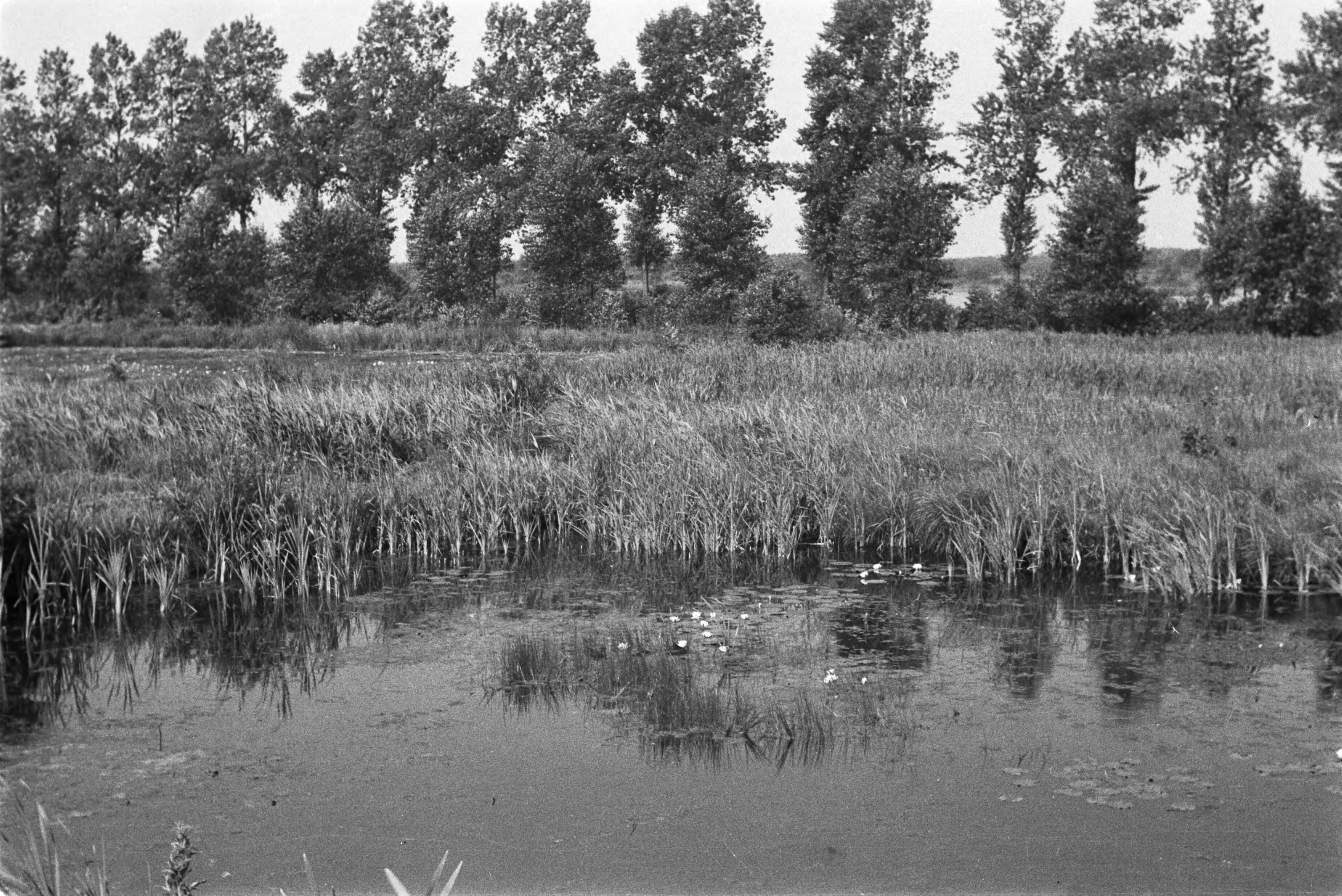 Fotocollectie Nederlandse Heidemaatschappij — harde vegetatie in vijver — Foto: Fotograaf Onbekend / Heidemij. Licentie: Set B: Rechtenvrij / Publiek Domein. Bron: Nationaal Archief. http://hdl.handle.net/10648/ae89d8be-d0b4-102d-bcf8-003048976d84