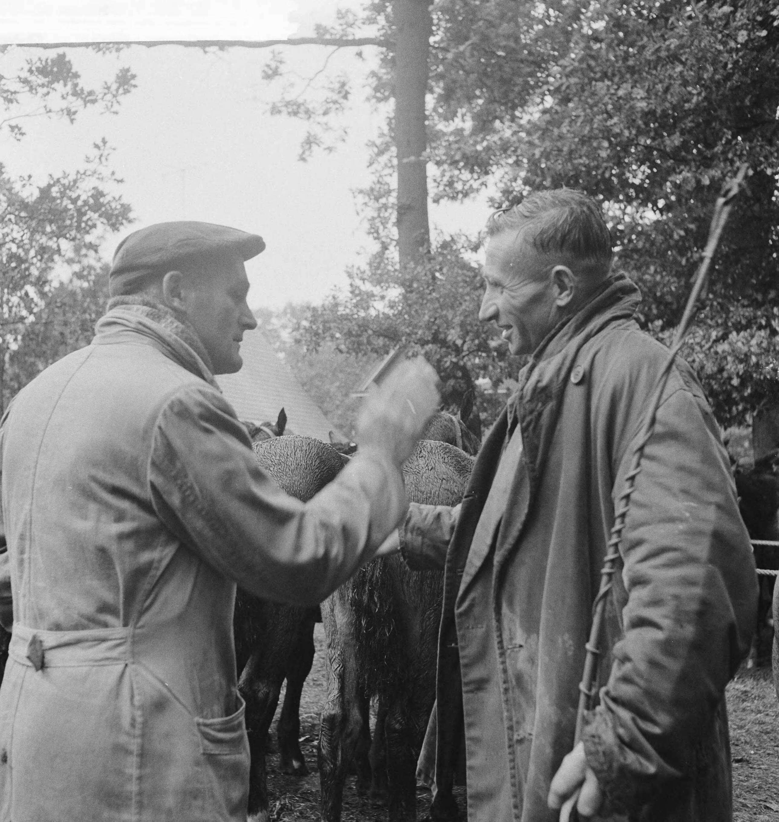 Fotocollectie Anefo — Paardemarkt in Zuidlaren. Kopers bij paard — Foto: Koch, Eric / Anefo. Licentie: Set B: Rechtenvrij / Publiek Domein. Bron: Nationaal Archief. http://hdl.handle.net/10648/a9e7d478-d0b4-102d-bcf8-003048976d84