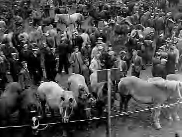Fotocollectie Anefo — Jaarlijkse paardenmarkt in Zuidlaren — Foto: Rossem, Wim van / Anefo. Licentie: Set B: Rechtenvrij / Publiek Domein. Bron: Nationaal Archief. http://hdl.handle.net/10648/a96c61da-d0b4-102d-bcf8-003048976d84