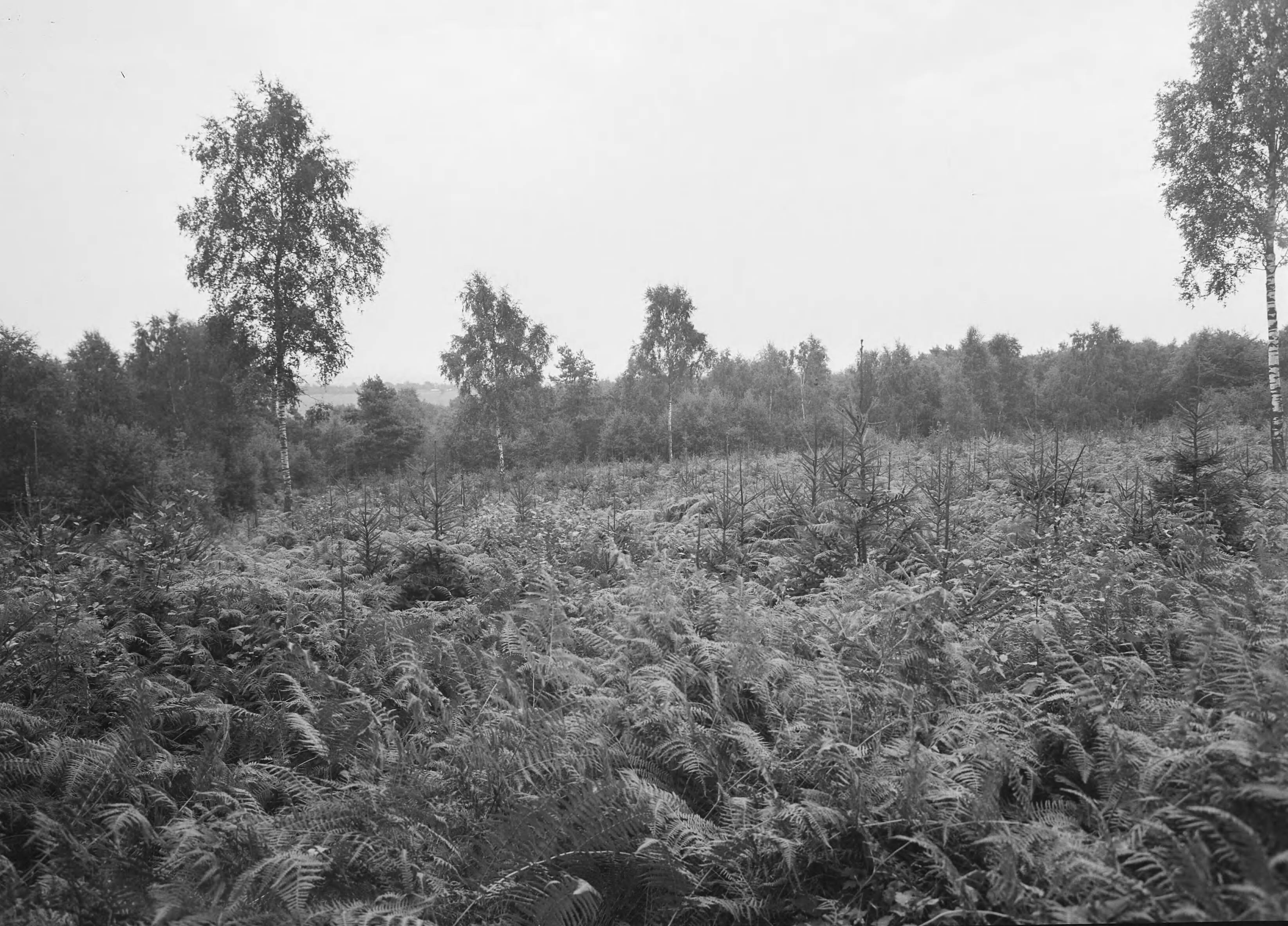 Fotocollectie Nederlandse Heidemaatschappij — Wittem [Bosgebied met varens] — Foto: Fotograaf Onbekend / Heidemij. Licentie: Set B: Rechtenvrij / Publiek Domein. Bron: Nationaal Archief. http://hdl.handle.net/10648/ae4def02-d0b4-102d-bcf8-003048976d84