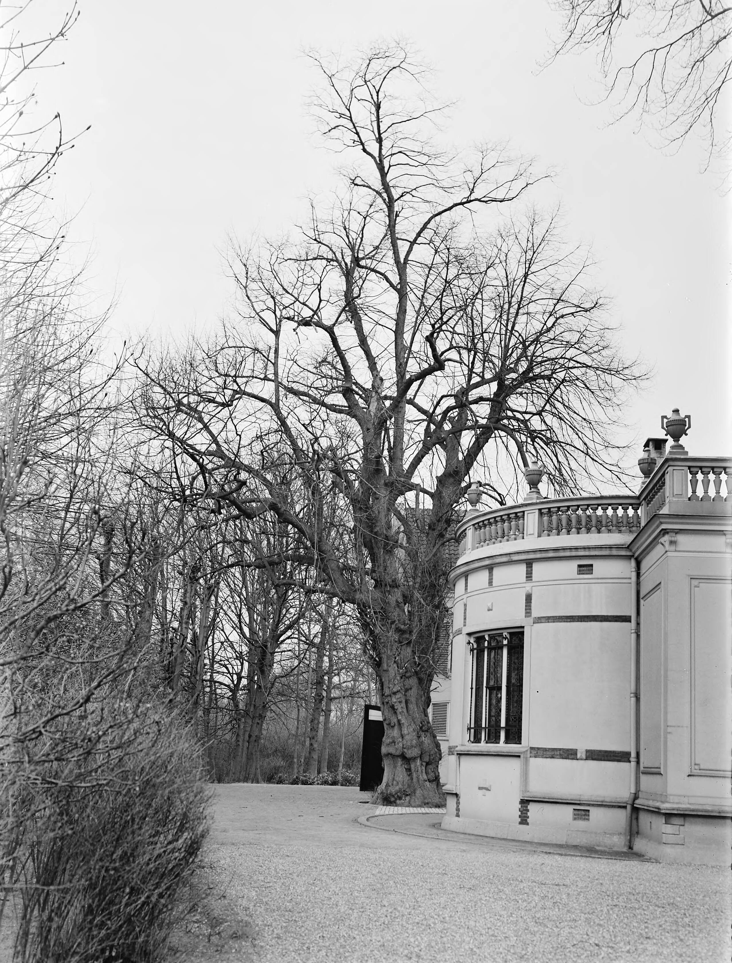 Fotocollectie Nederlandse Heidemaatschappij — Linde Huize den Burch, Rijswijk (Z.H.) — Foto: Fotograaf Onbekend / Heidemij. Licentie: Set B: Rechtenvrij / Publiek Domein. Bron: Nationaal Archief. http://hdl.handle.net/10648/ae7d9db0-d0b4-102d-bcf8-003048976d84