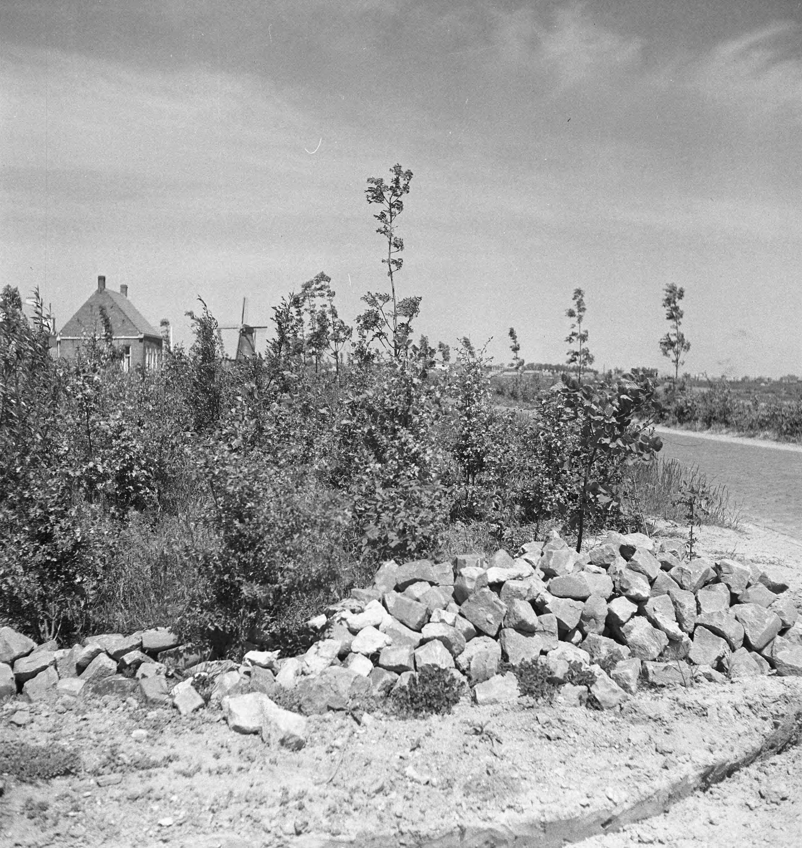 Fotocollectie Nederlandse Heidemaatschappij — [geen bijschrift. Wellicht herbeplanting landgoed "ter Hooge" in het 2e jaar van de aanleg — Foto: Tromp, [...] / Heidemij. Licentie: Set B: Rechtenvrij / Publiek Domein. Bron: Nationaal Archief. http://hdl.handle.net/10648/ae800488-d0b4-102d-bcf8-003048976d84