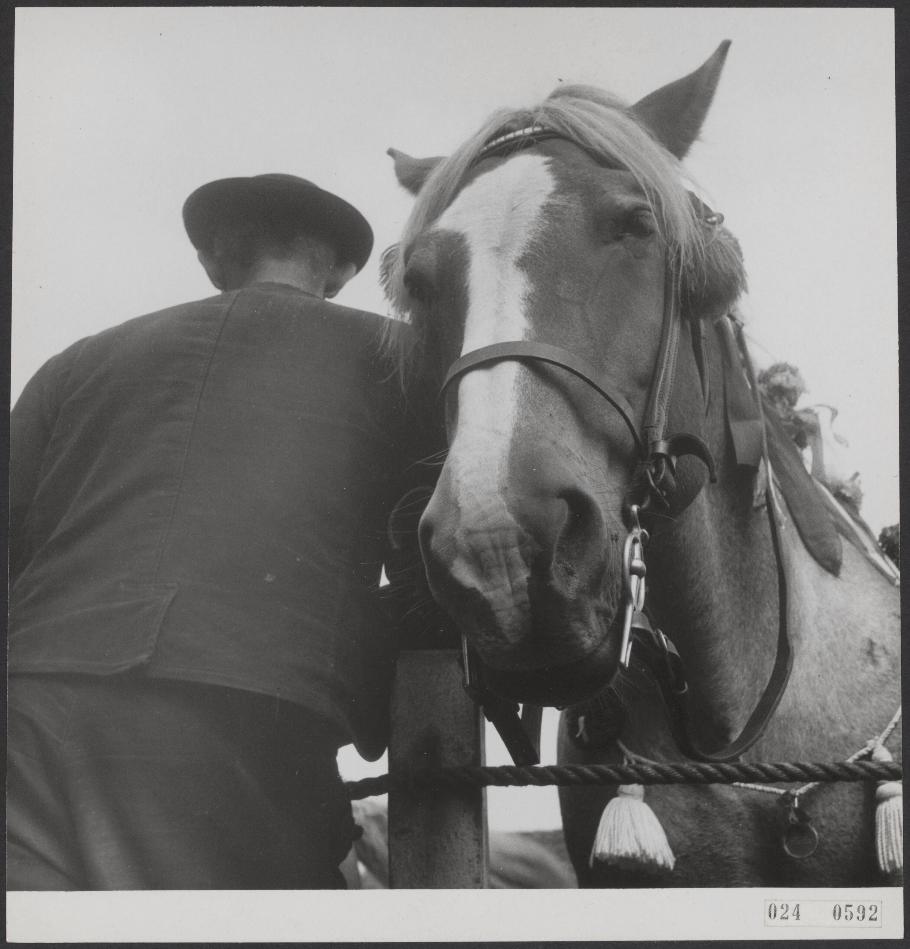 Fotocollectie Elsevier Binnenland — Ringsteken Middelburg. Bijschrift "Heb ik de haver verdiend, baas? ". Boer met paard — Foto: Noske, J.D. / Anefo. Licentie: Set B: Rechtenvrij / Publiek Domein. Bron: Nationaal Archief. http://hdl.handle.net/10648/add7e744-d0b4-102d-bcf8-003048976d84