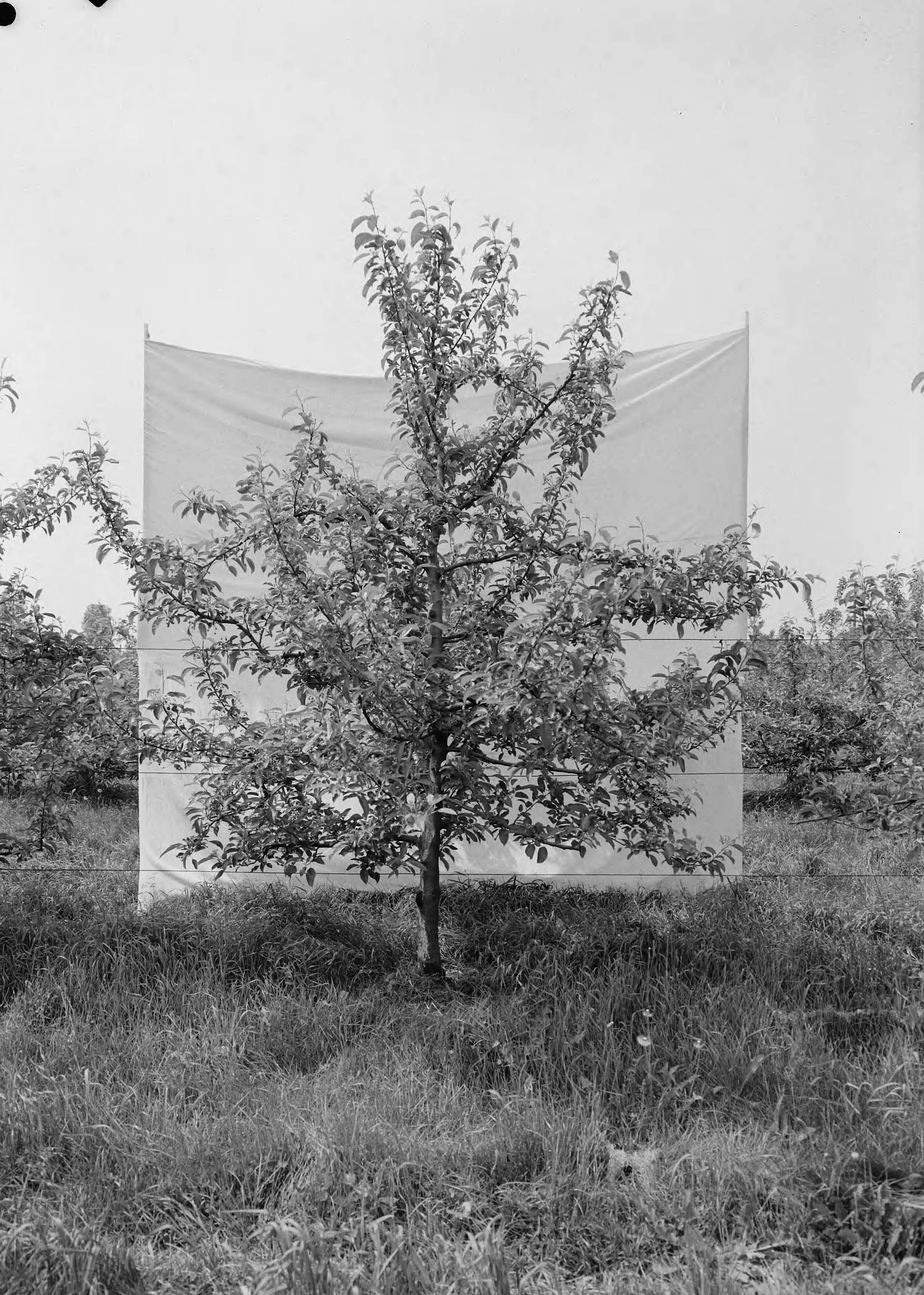 Fotocollectie Nederlandse Heidemaatschappij — Boomgaard Fruitteeltschool te Houten. Golden Delicious VII 10 jaar — Foto: Eyssen, [...] / Heidemij. Licentie: Set B: Rechtenvrij / Publiek Domein. Bron: Nationaal Archief. http://hdl.handle.net/10648/ae7628d2-d0b4-102d-bcf8-003048976d84