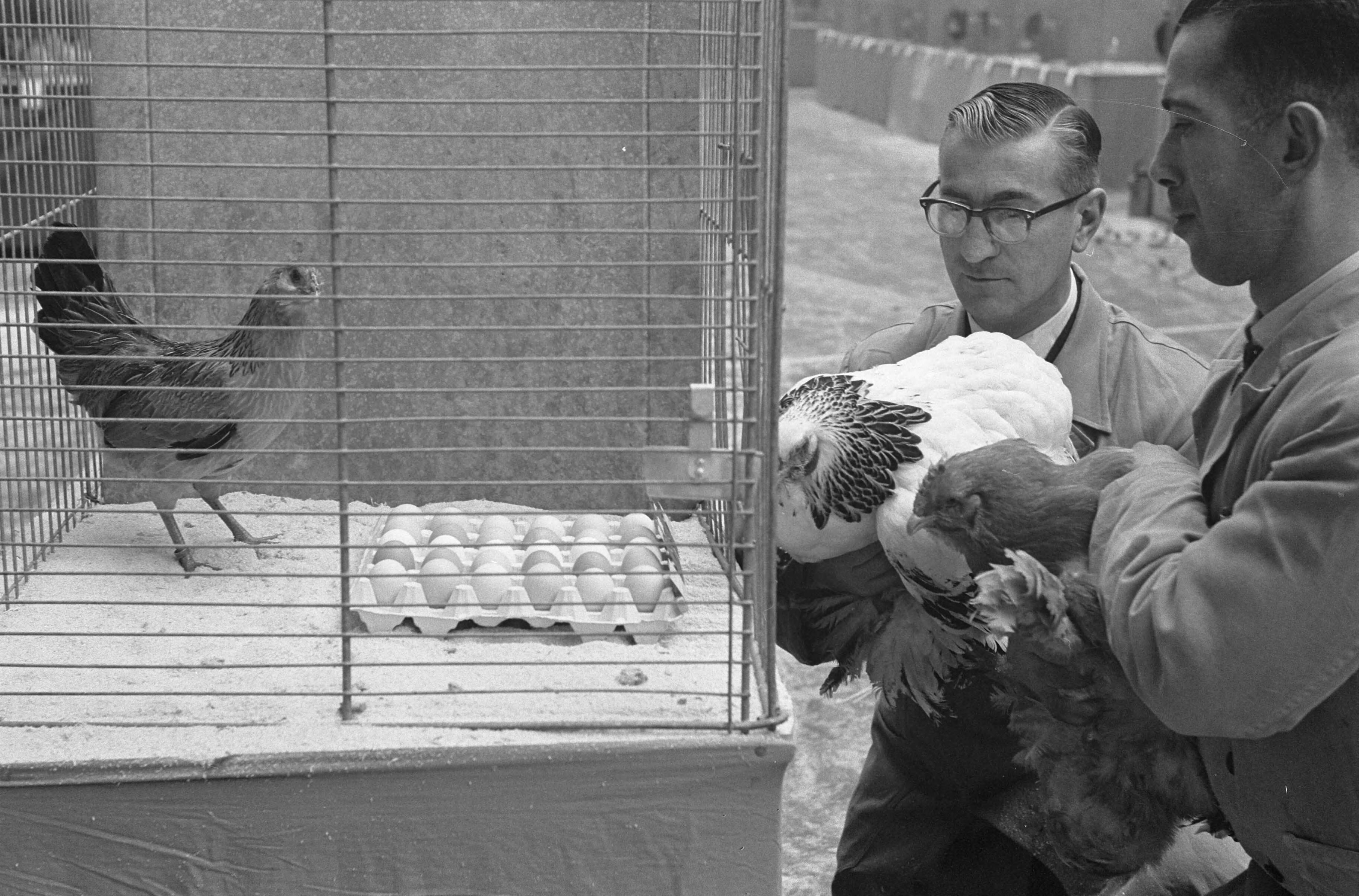 Fotocollectie Anefo — Avicultura Slotshow voor Kleindierenteelt in Den Haag. Araucana kip met blauwe eieren — Foto: Pot, Harry / Anefo. Licentie: Set B: Rechtenvrij / Publiek Domein. Bron: Nationaal Archief. http://hdl.handle.net/10648/a9f4b738-d0b4-102d-bcf8-003048976d84