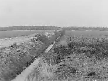 Fotocollectie Nederlandse Heidemaatschappij — Ontginning Sellingerbeetse met jong bos — Foto: Eyssen, [...] / Heidemij. Licentie: Set B: Rechtenvrij / Publiek Domein. Bron: Nationaal Archief. http://hdl.handle.net/10648/ae6b56aa-d0b4-102d-bcf8-003048976d84