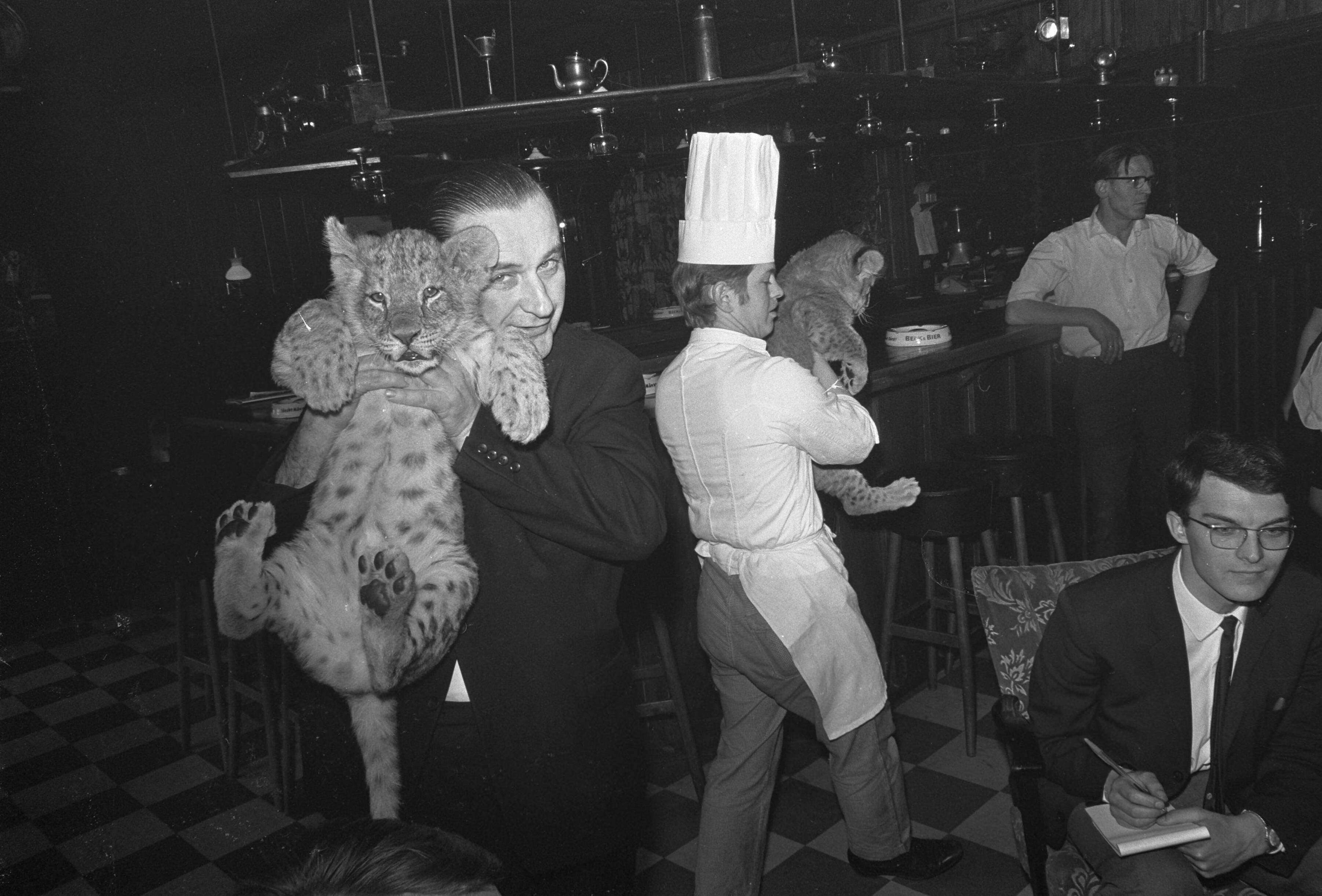 Fotocollectie Anefo — Leeuwtjes dineren in restaurant van Boltini in Soesterberg. De kok verwijdert leeuwtje — Foto: Kroon, Ron / Anefo. Licentie: Set B: Rechtenvrij / Publiek Domein. Bron: Nationaal Archief. http://hdl.handle.net/10648/ab418cc4-d0b4-102d-bcf8-003048976d84