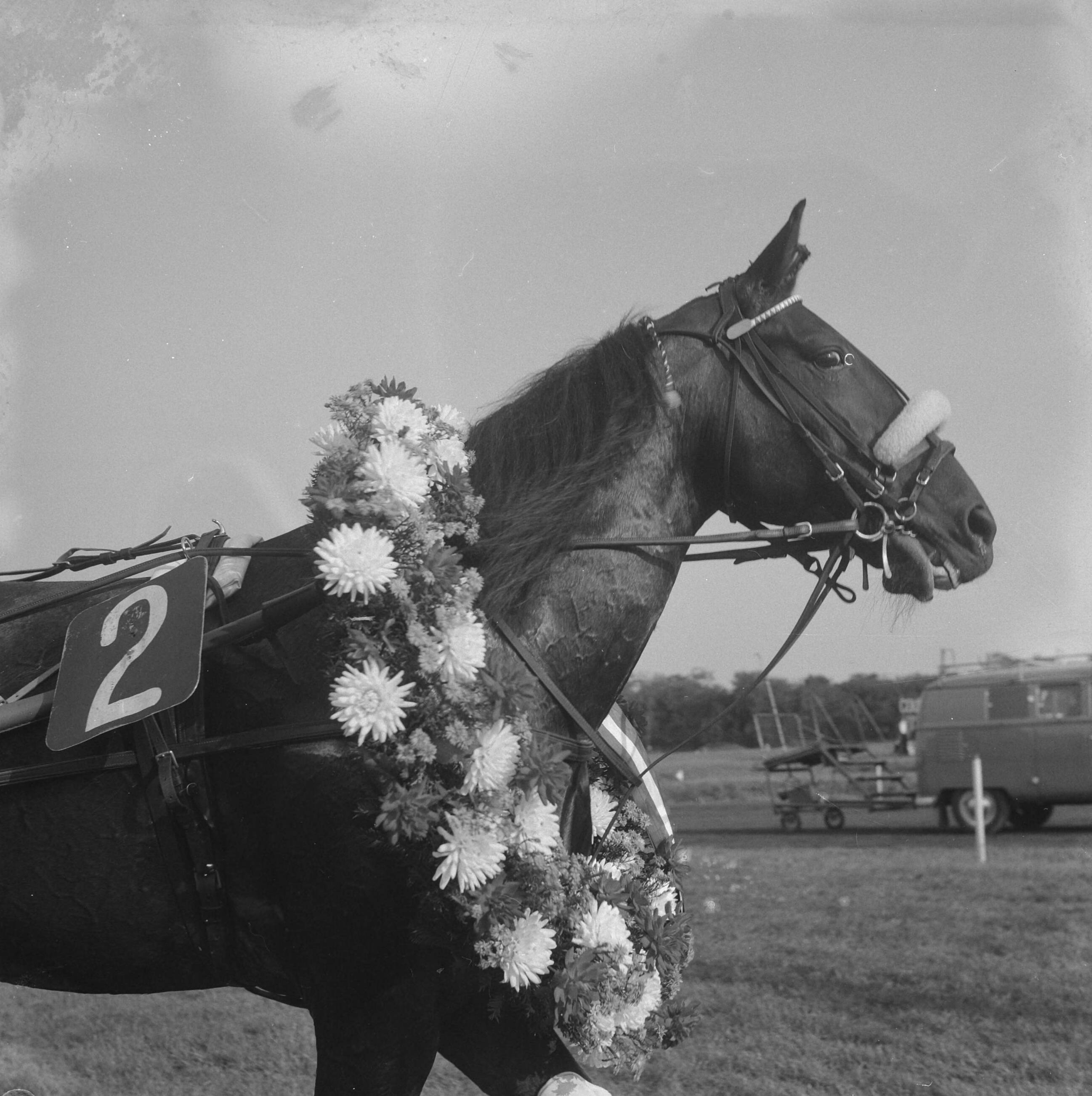 Fotocollectie Anefo — Draverskampioenschap van Nederland op Duindigt, de winnaar Hairos II met krans — Foto: Rossem, Wim van / Anefo. Licentie: Set B: Rechtenvrij / Publiek Domein. Bron: Nationaal Archief. http://hdl.handle.net/10648/a9ba5354-d0b4-102d-bcf8-003048976d84