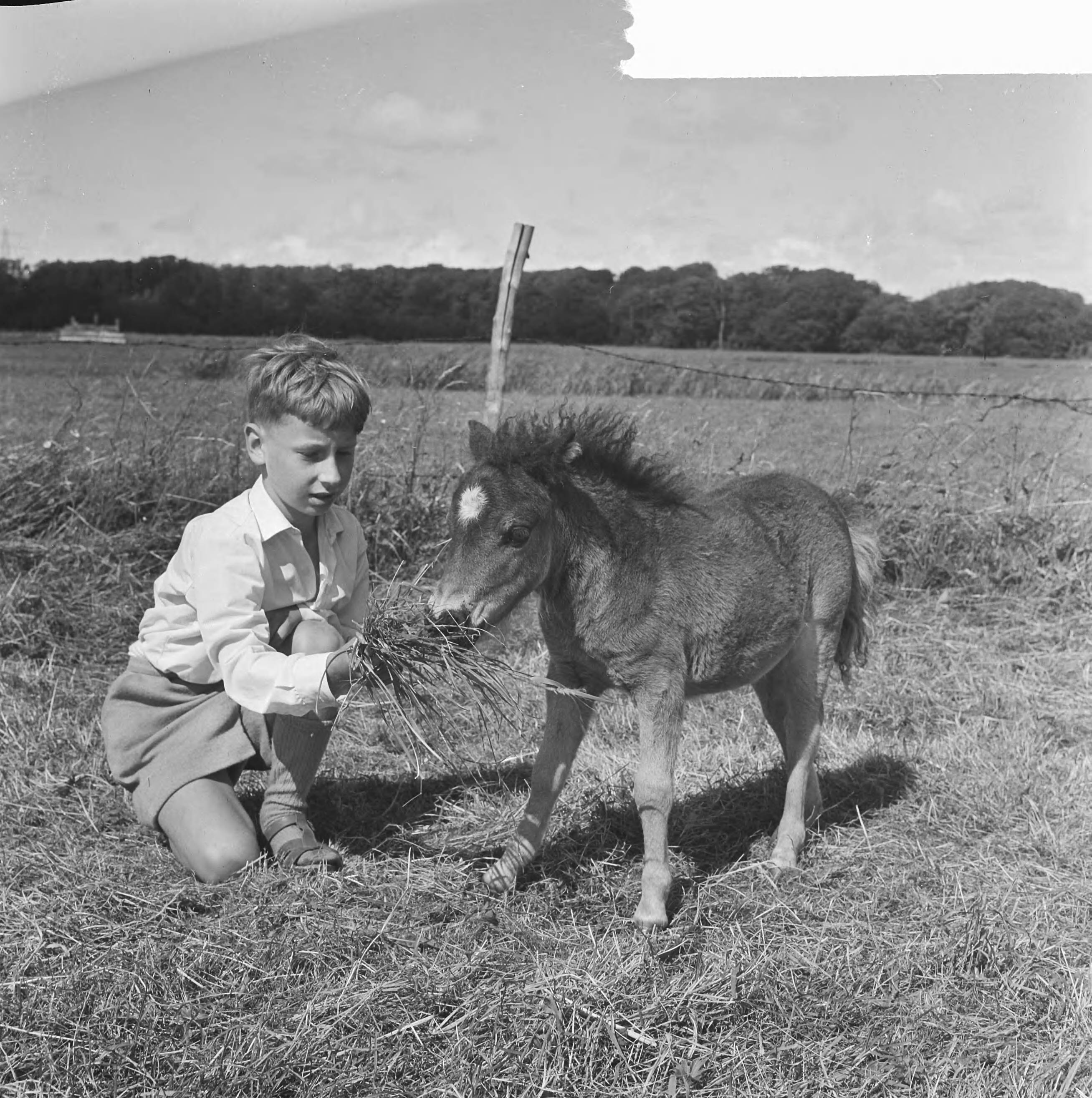 Fotocollectie Anefo — Kleinste pony ter wereld in Leidschendam, de zoon met de pony — Foto: Koch, Eric / Anefo. Licentie: Set B: Rechtenvrij / Publiek Domein. Bron: Nationaal Archief. http://hdl.handle.net/10648/aa6f5074-d0b4-102d-bcf8-003048976d84