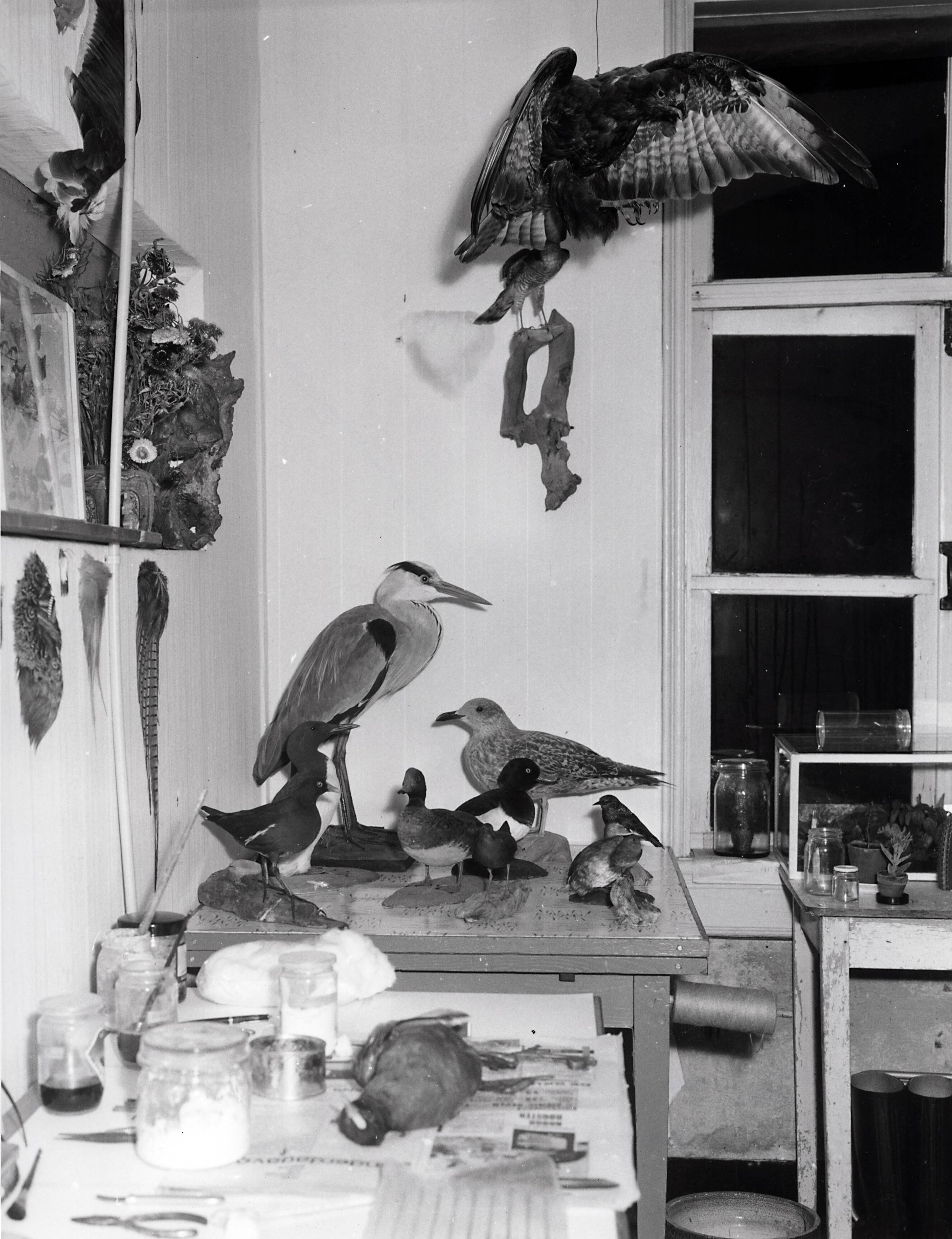 Collectie nader te bepalen — Drukkerij N.V. De Spaarnestad. Vrijetijdsbesteding personeel, prepareren van vogels (taxidermie), 1963 — Foto: Fotograaf Onbekend / Fotobureau onbekend / Spaarnestad Photo (05887). Licentie: Set B: Rechtenvrij / Publiek Domein. Bron: Nationaal Archief. http://hdl.handle.net/10648/35429da6-3e6a-a382-e063-6df0900a6686