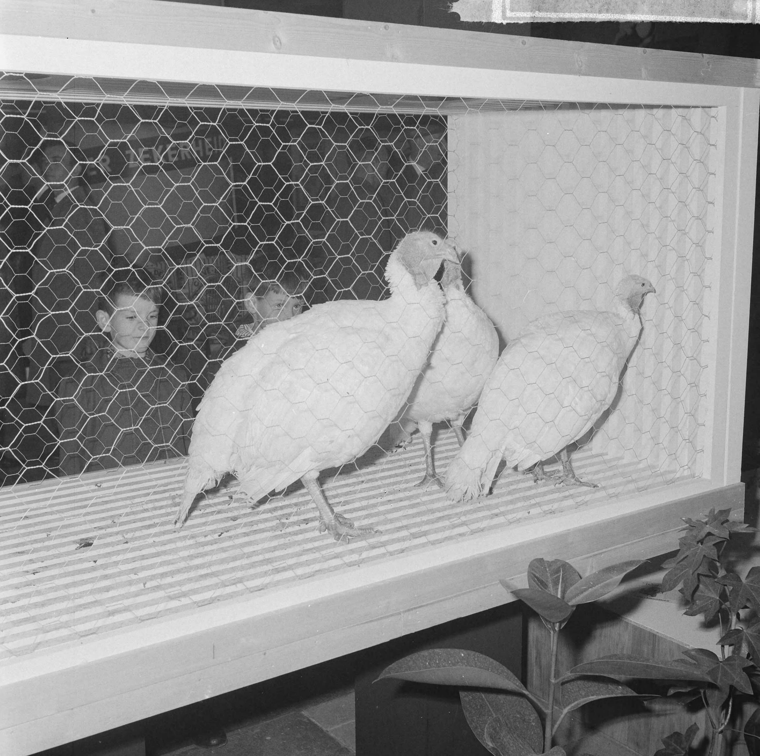 Fotocollectie Anefo — Pluimveetentoonstelling te Utrecht, twee jeugdige bezoekers bij de kuikens — Foto: Nijs, Jac. de / Anefo. Licentie: Set B: Rechtenvrij / Publiek Domein. Bron: Nationaal Archief. http://hdl.handle.net/10648/aa1e8978-d0b4-102d-bcf8-003048976d84