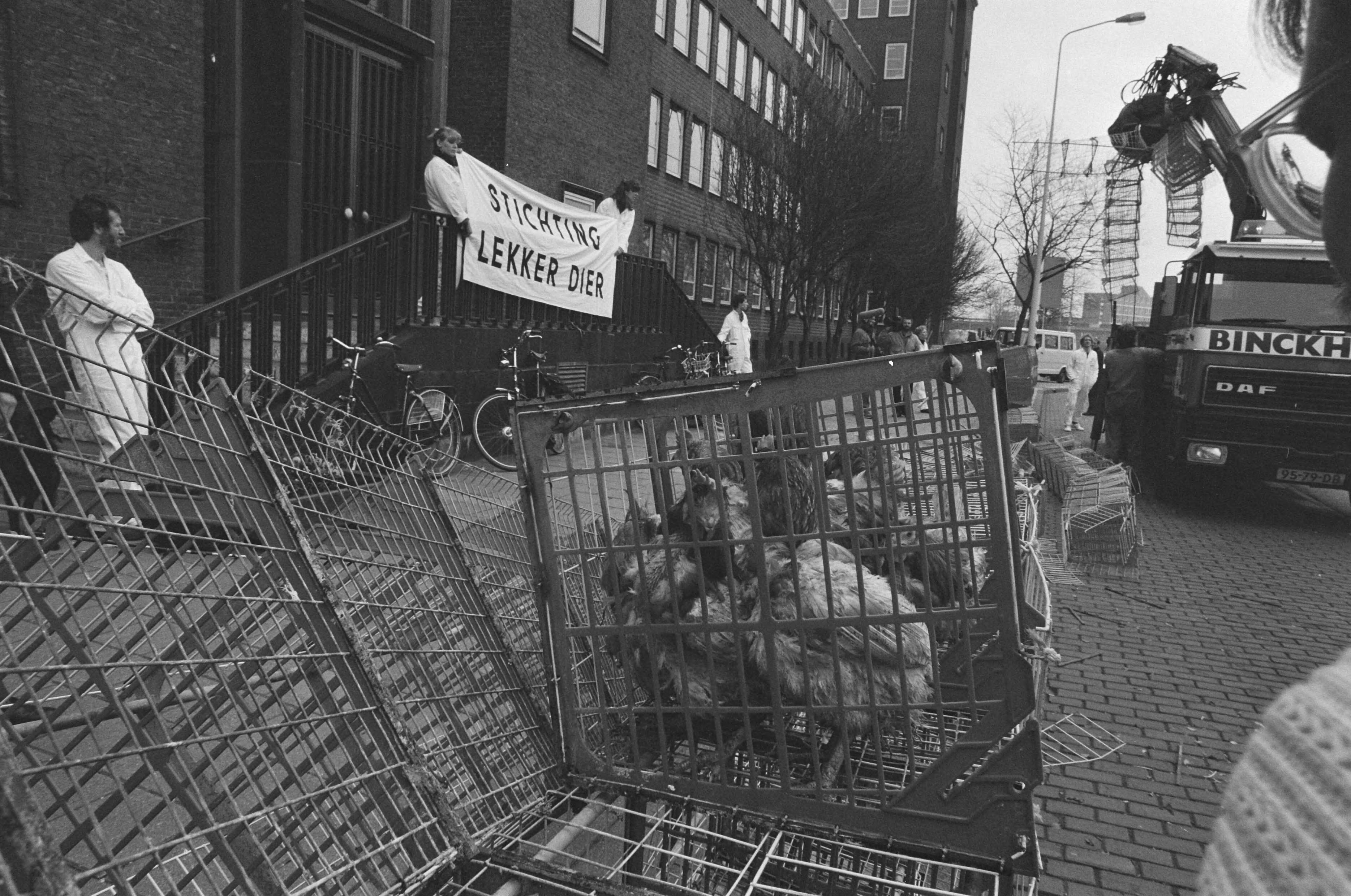 Fotocollectie Anefo — Actievoerder van "Lekker dier" laten voor ministerie va Landbouw in Den Haag 50 meter legbatterij opruimen — Foto: Bogaerts, Rob / Anefo. Licentie: Set B: Rechtenvrij / Publiek Domein. Bron: Nationaal Archief. http://hdl.handle.net/10648/ad5f3a9c-d0b4-102d-bcf8-003048976d84