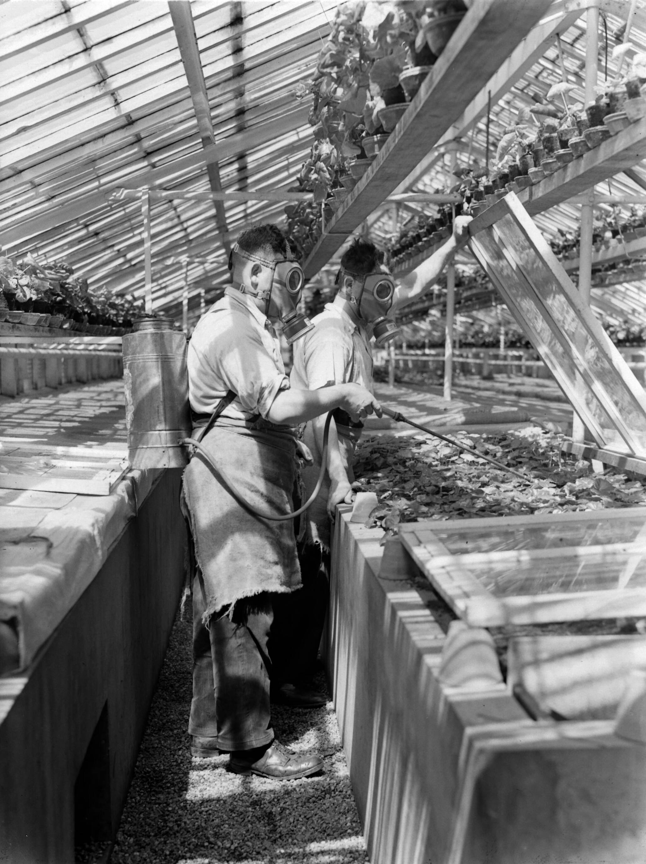 Productfoto's; plantenkas — Arbeiders aan het werk met het besproeien van planten in de kas van de fa. Baardse in Aalsmeer. Ter bescherming dragen ze gasmaskers — Foto: Poll, Willem van de. Licentie: Set B: Rechtenvrij / Publiek Domein. Bron: Nationaal Archief. http://hdl.handle.net/10648/ae9ebe6e-d0b4-102d-bcf8-003048976d84