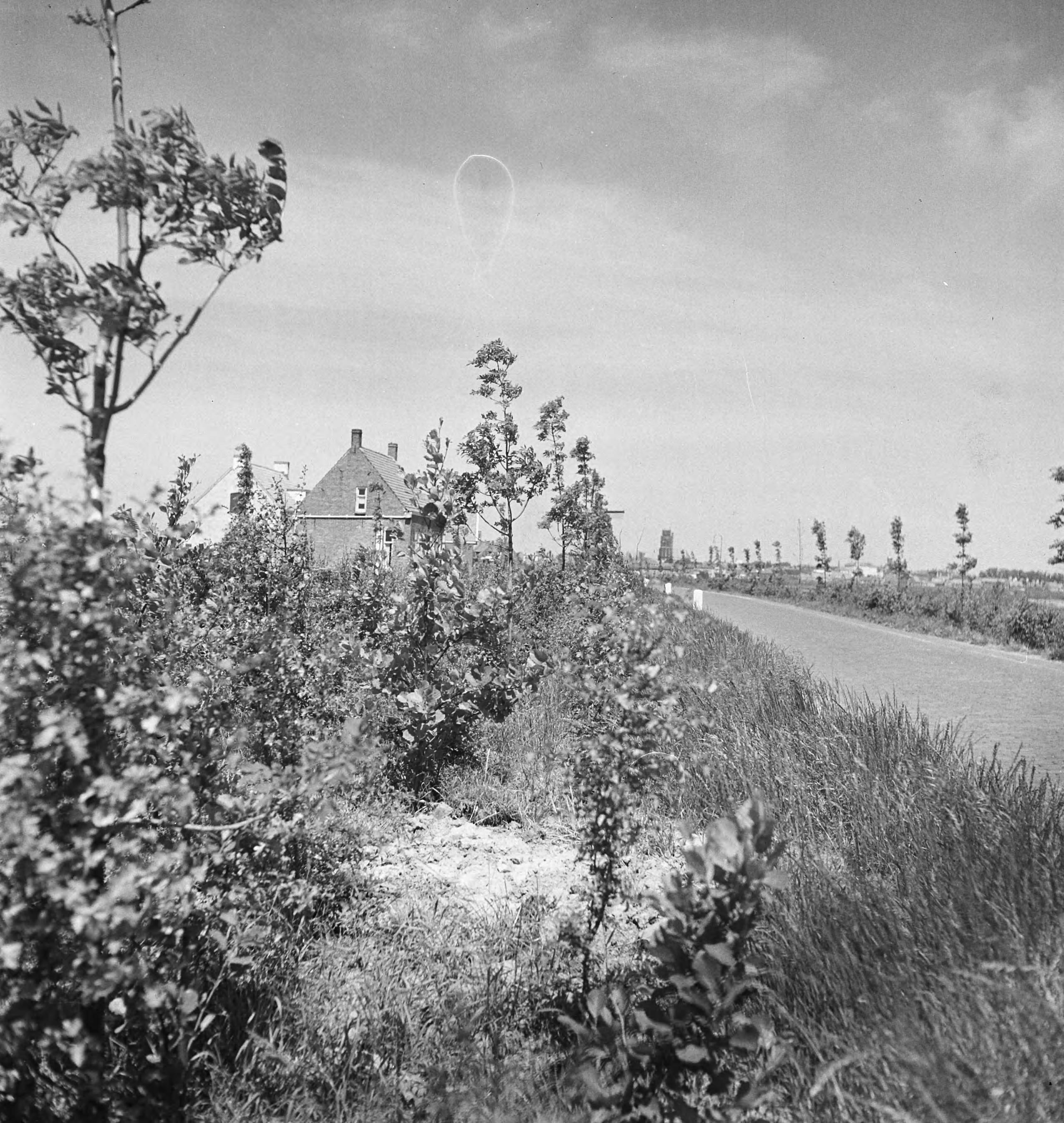 Fotocollectie Nederlandse Heidemaatschappij — [geen bijschrift. Wellicht herbeplanting landgoed "ter Hooge" in het 2e jaar van de aanleg — Foto: Tromp, [...] / Heidemij. Licentie: Set B: Rechtenvrij / Publiek Domein. Bron: Nationaal Archief. http://hdl.handle.net/10648/ae800546-d0b4-102d-bcf8-003048976d84