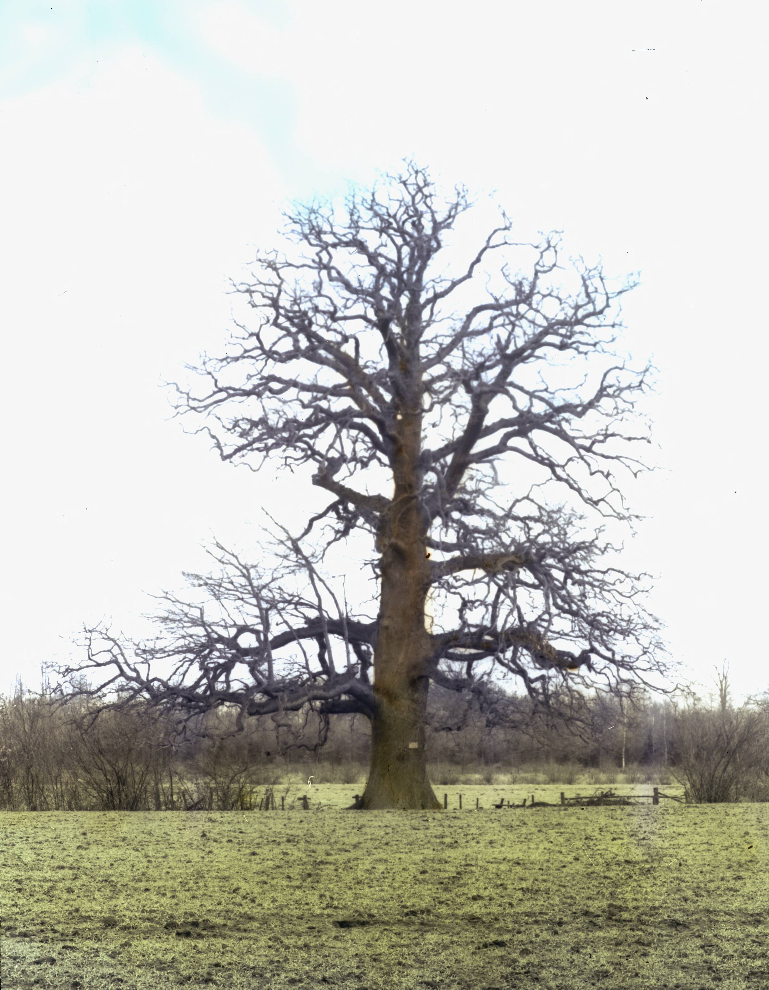 Fotocollectie Nederlandse Heidemaatschappij — loofhout |bomen |bossen |lanen |botanisch|Laren — Foto: Fotograaf Onbekend / Heidemij. Licentie: Set B: Rechtenvrij / Publiek Domein. Bron: Nationaal Archief. http://hdl.handle.net/10648/ae481c9e-d0b4-102d-bcf8-003048976d84