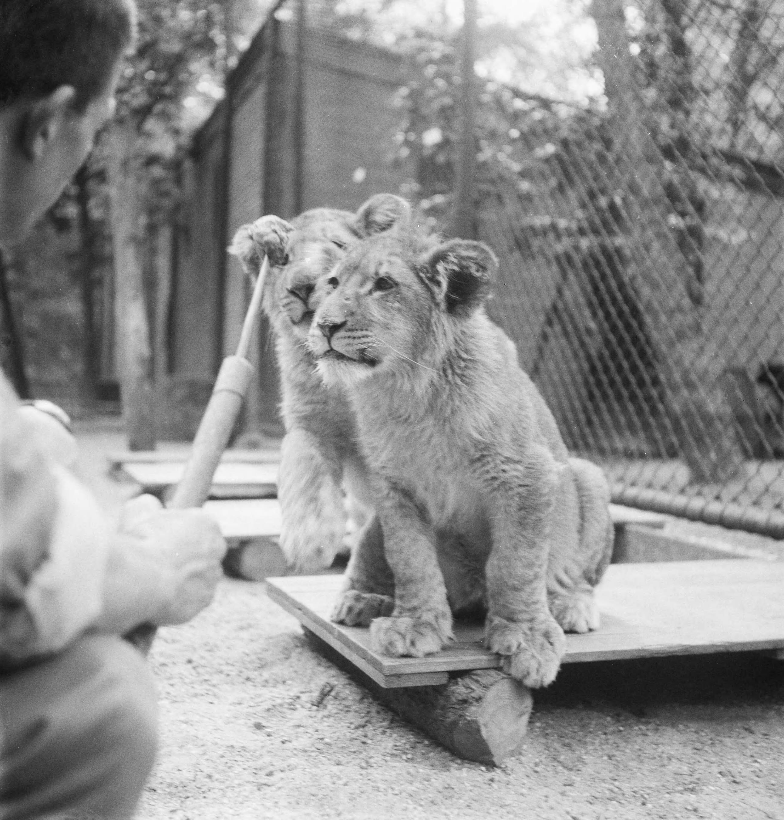 Fotocollectie Anefo — Acht maanden oude leeuwenvierling in dierenpark Wassenaar — Foto: Pot, Harry / Anefo. Licentie: Set B: Rechtenvrij / Publiek Domein. Bron: Nationaal Archief. http://hdl.handle.net/10648/ad78af22-d0b4-102d-bcf8-003048976d84