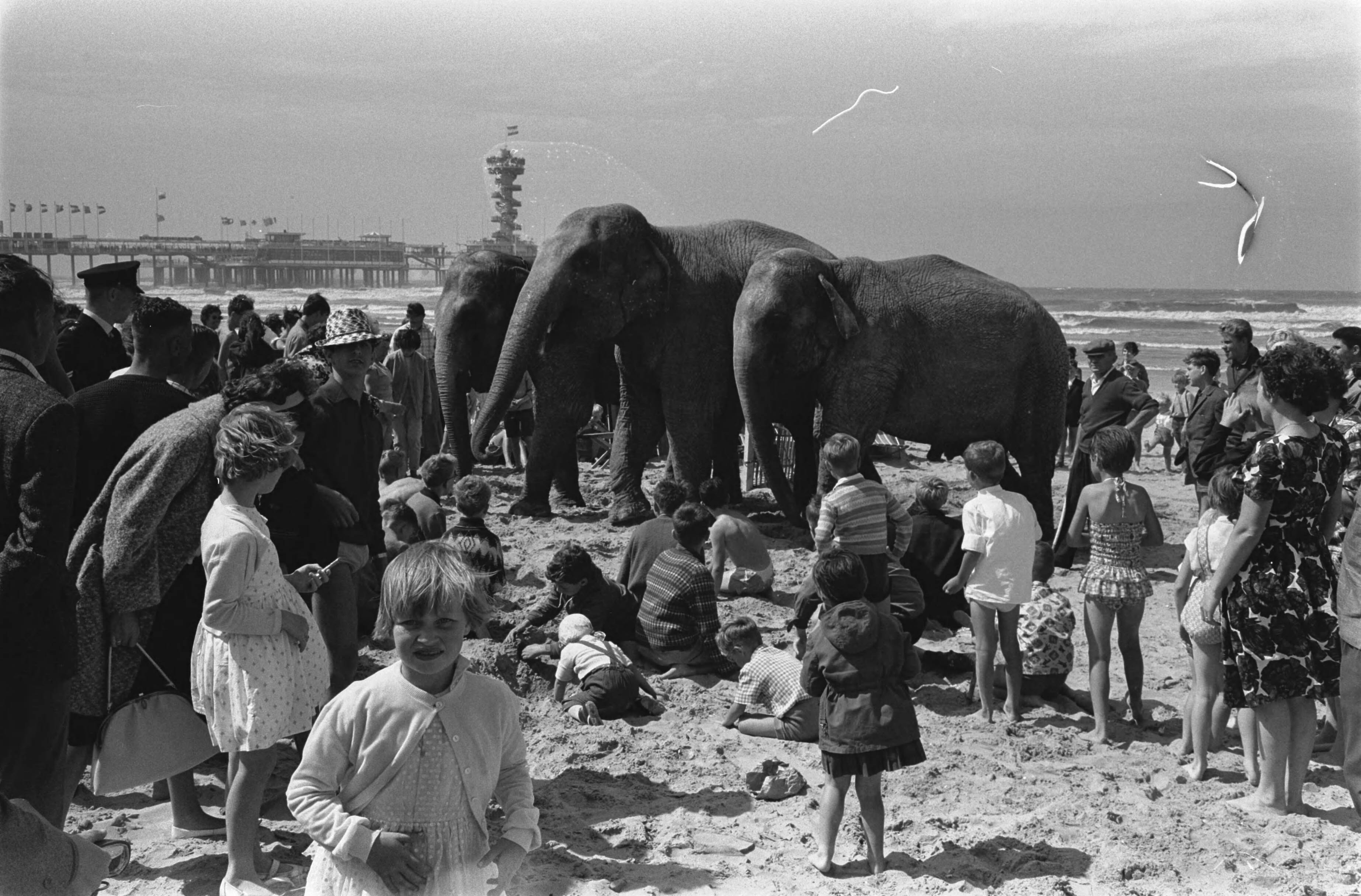 Fotocollectie Anefo — Zandbouwwedstrijd te Scheveningen. Olifanten van circus Strassburger op het strand — Foto: Pot, Harry / Anefo. Licentie: Set B: Rechtenvrij / Publiek Domein. Bron: Nationaal Archief. http://hdl.handle.net/10648/aa13cbbe-d0b4-102d-bcf8-003048976d84