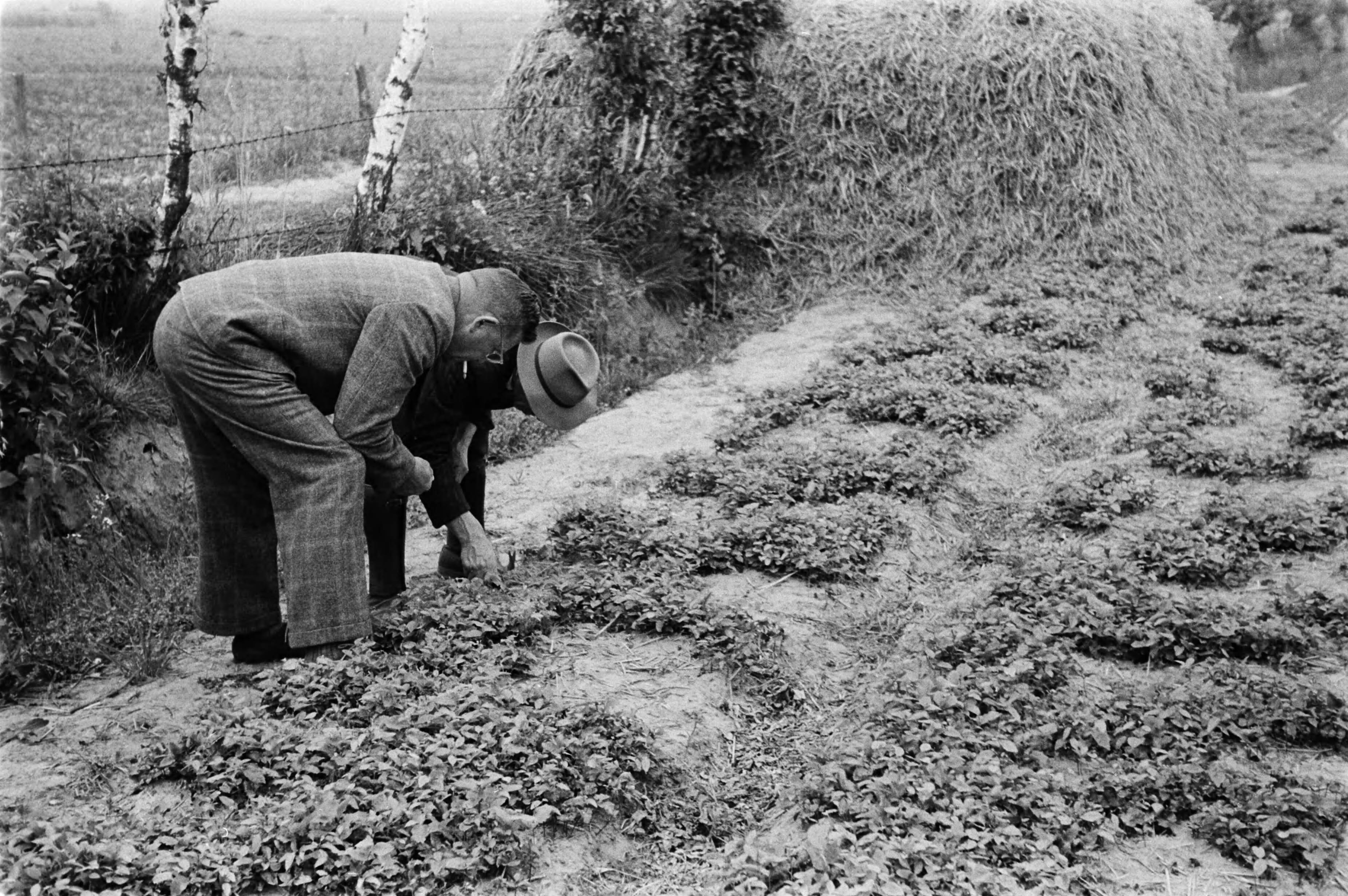 Fotocollectie Nederlandse Heidemaatschappij — Noord-Brabant|Zundert|bosbouw |proefzaaibedden |beukennoten — Foto: Fotograaf Onbekend / Heidemij. Licentie: Set B: Rechtenvrij / Publiek Domein. Bron: Nationaal Archief. http://hdl.handle.net/10648/ae89487c-d0b4-102d-bcf8-003048976d84