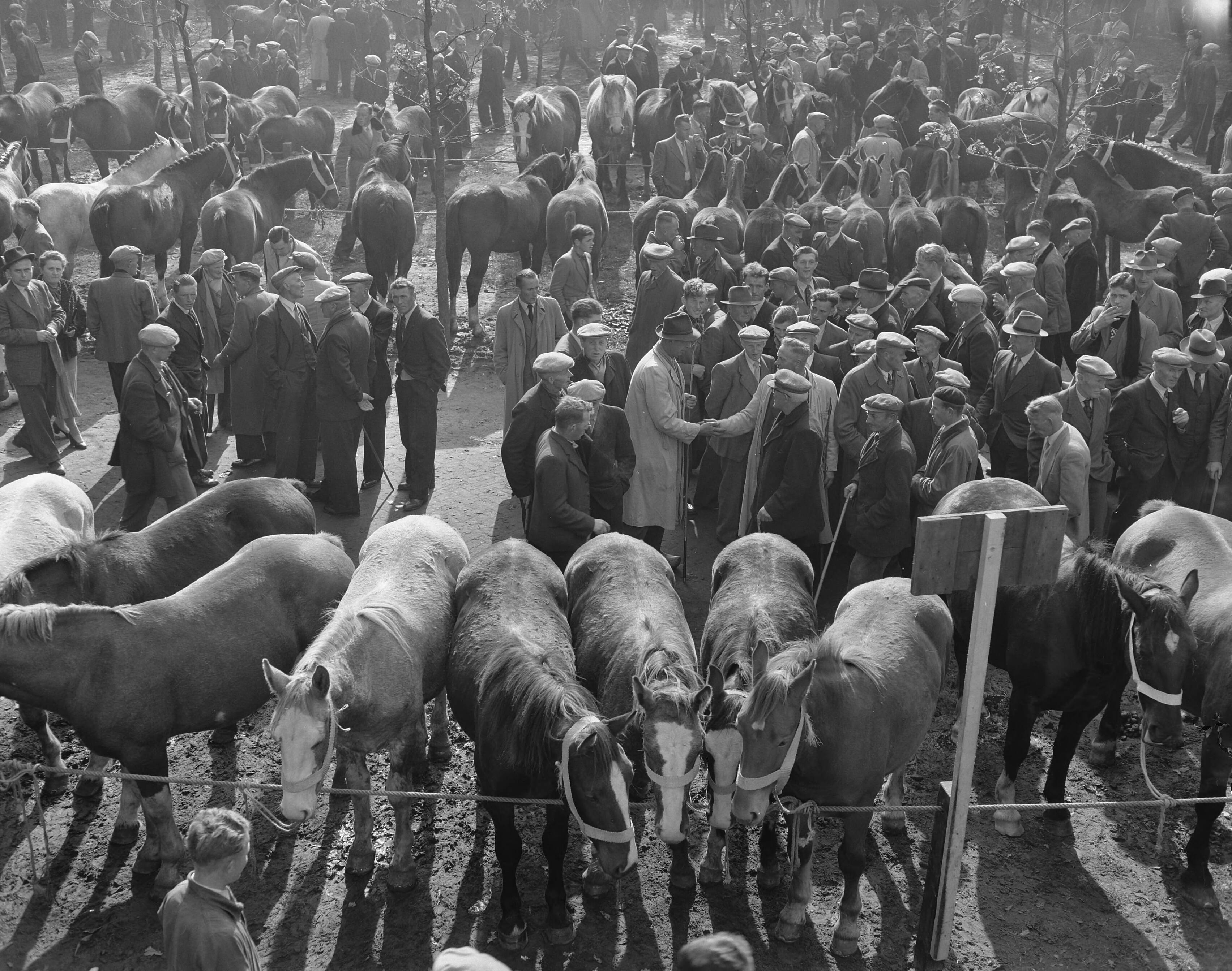 Fotocollectie Anefo — Zuidlaarder paardenmarkt — Foto: Rossem, Wim van / Anefo. Licentie: Set B: Rechtenvrij / Publiek Domein. Bron: Nationaal Archief. http://hdl.handle.net/10648/a950f986-d0b4-102d-bcf8-003048976d84