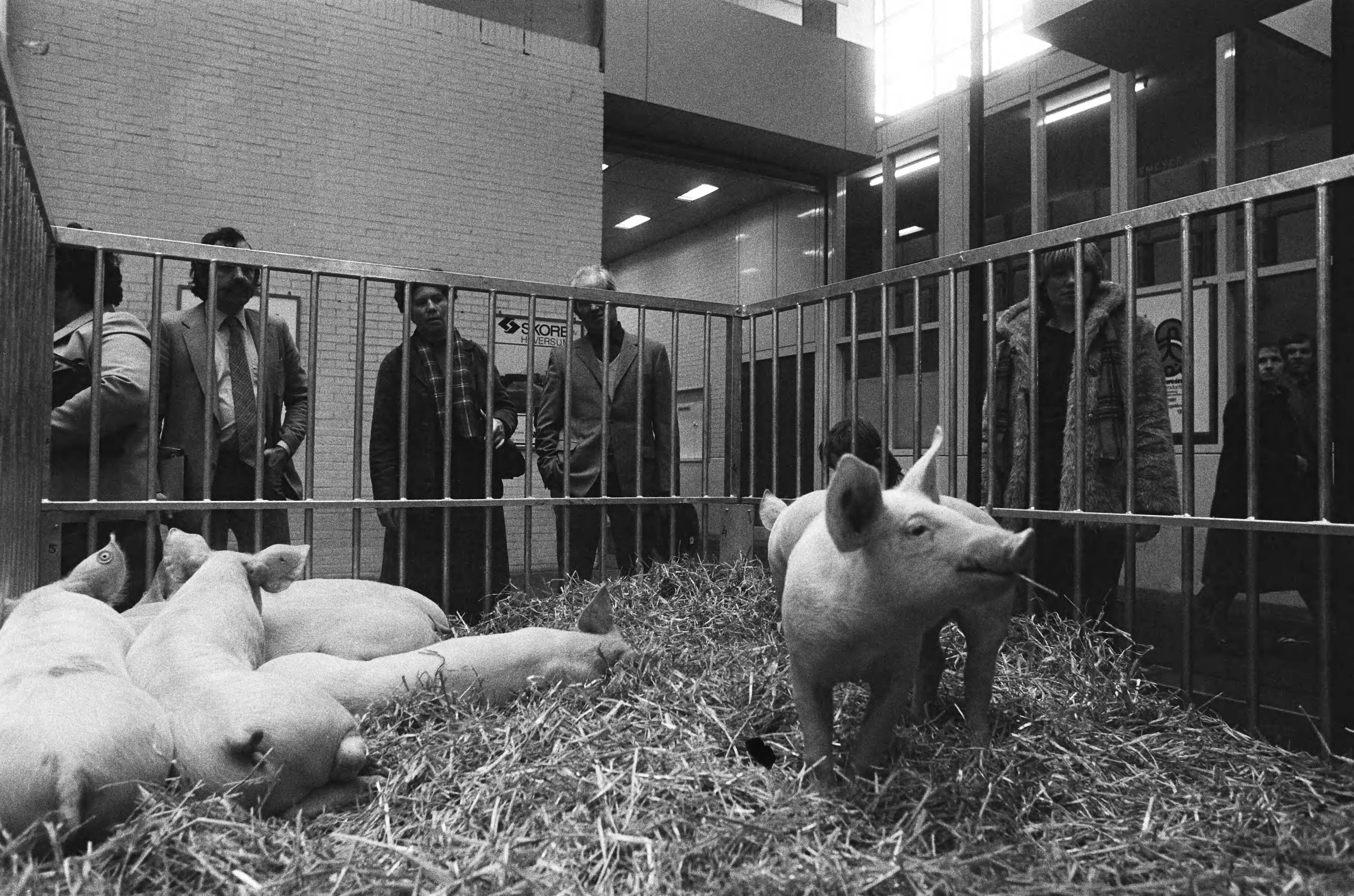Fotocollectie Anefo — In Jaarbeurs Utrecht de vakbeurs voor Intensieve Veehouders geopend, biggen op de tentoonstelling — Foto: Dijk, Hans van / Anefo. Licentie: Set B: Rechtenvrij / Publiek Domein. Bron: Nationaal Archief. http://hdl.handle.net/10648/acec545a-d0b4-102d-bcf8-003048976d84