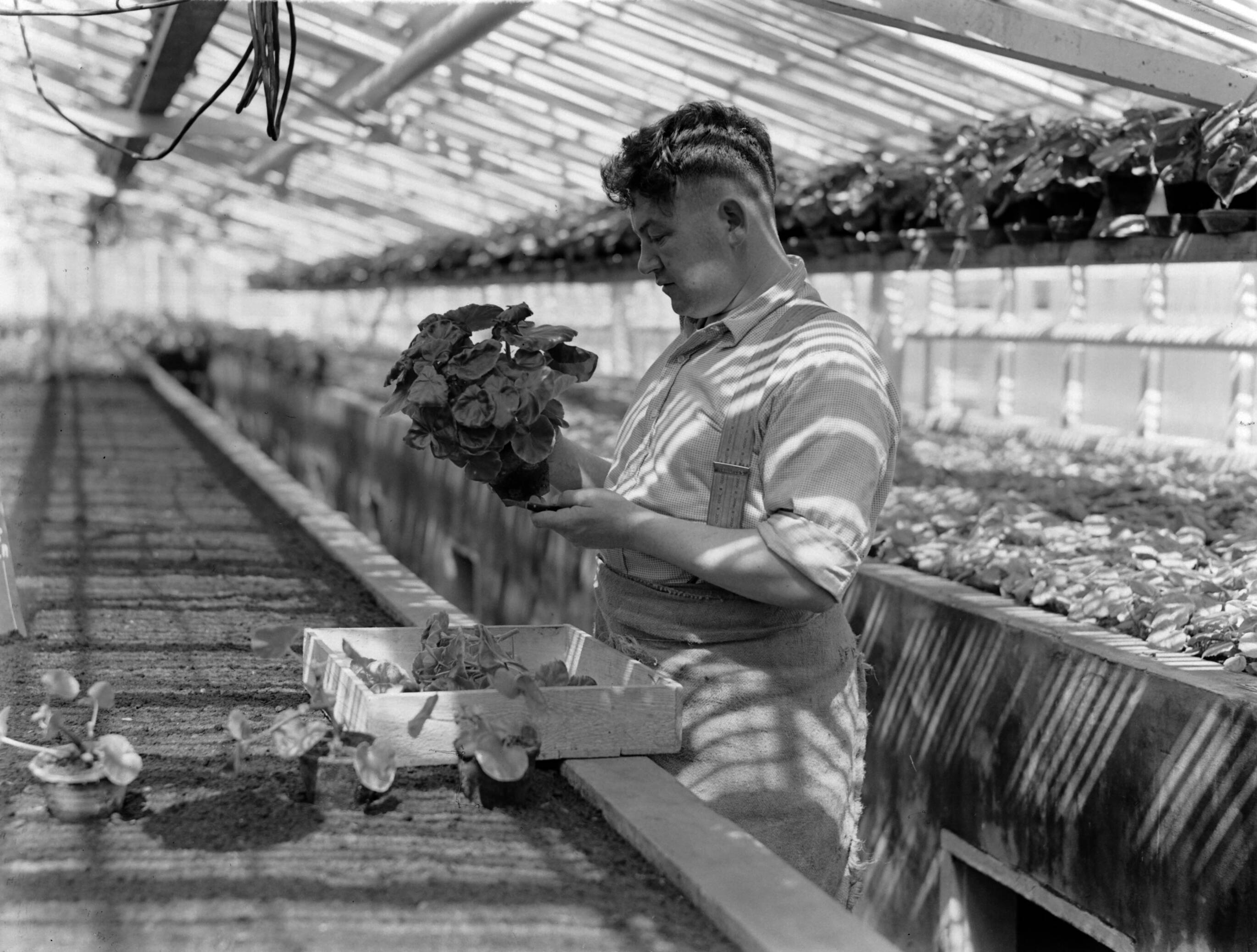 Productfoto's; plantenkas — Kweker met begonia in de plantenkas van de fa. D. Baardse in Aalsmeer — Foto: Poll, Willem van de. Licentie: Set B: Rechtenvrij / Publiek Domein. Bron: Nationaal Archief. http://hdl.handle.net/10648/ae9eb9fa-d0b4-102d-bcf8-003048976d84