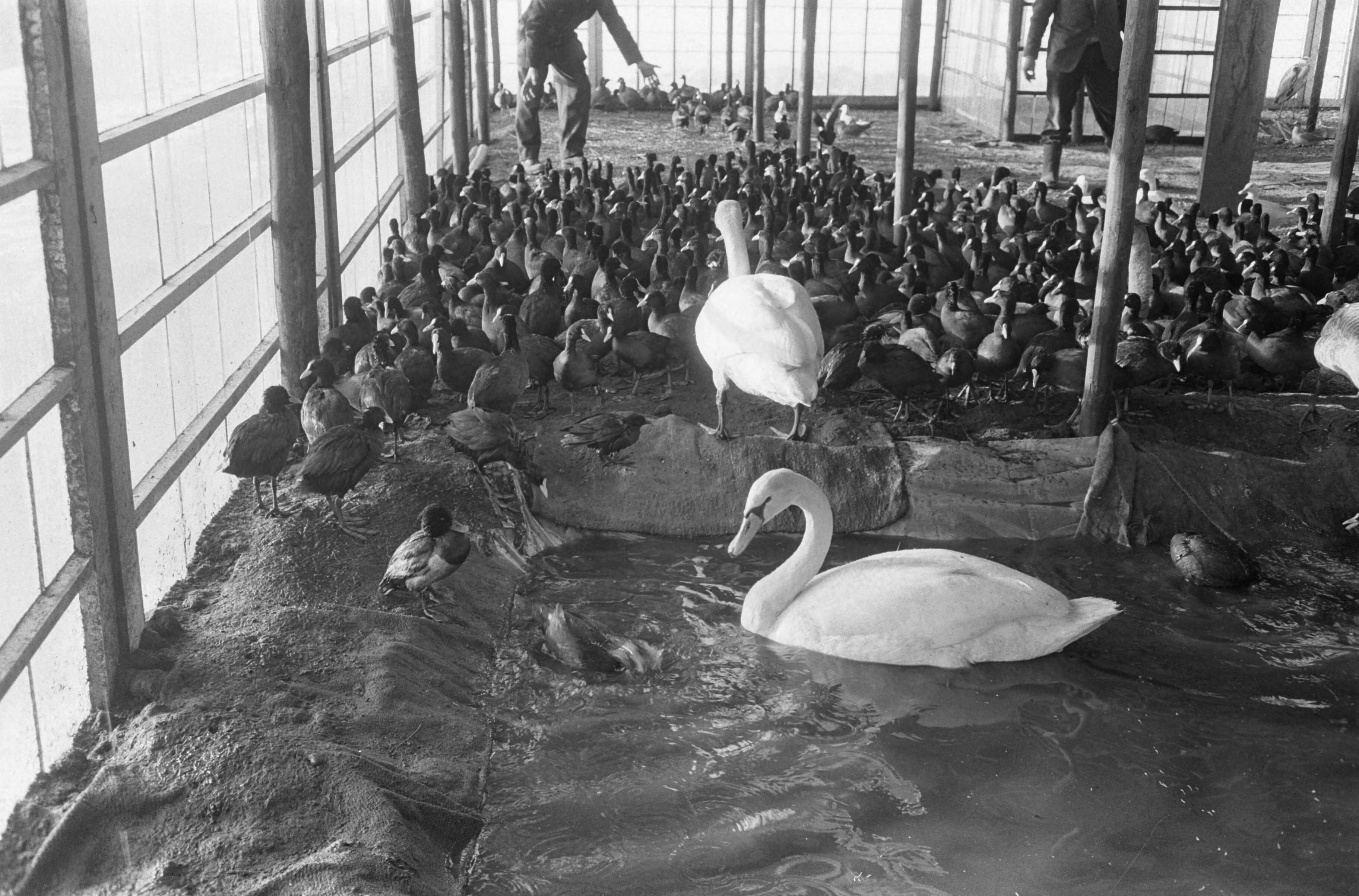 Fotocollectie Anefo — Vogelhulp in broeikassen stadskwekerijen te Haarlem, de verkleumde vogels in de kas — Foto: Pot, Harry / Anefo. Licentie: Set B: Rechtenvrij / Publiek Domein. Bron: Nationaal Archief. http://hdl.handle.net/10648/aa26e5fa-d0b4-102d-bcf8-003048976d84