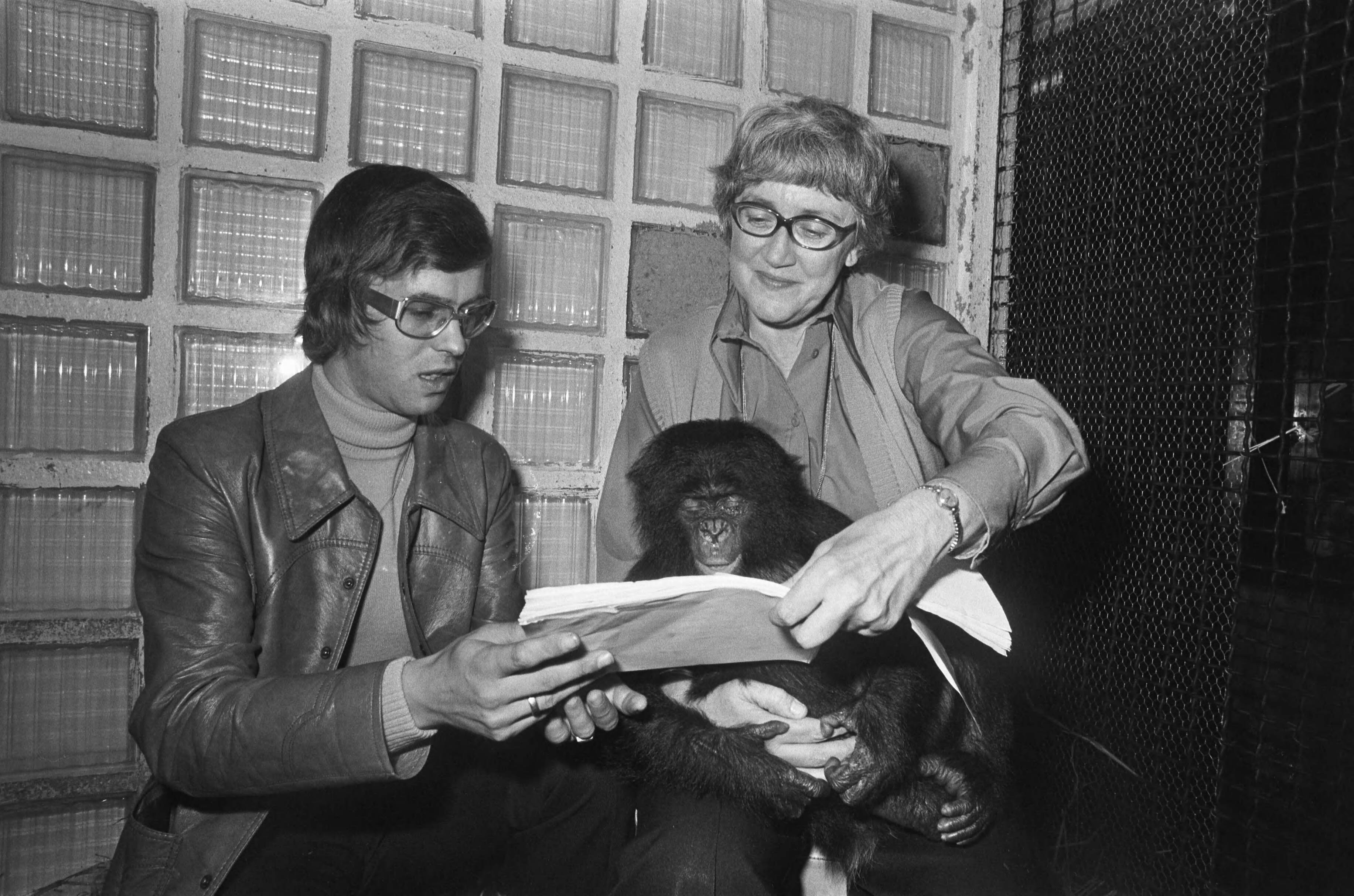 Fotocollectie Anefo — Ellen Mac Gillavry (concertfluitiste) speelt voor gorillas in Wassenaars Dierenpark. Ellen Mac Gillavry leest gorillas voor — Foto: Mieremet, Rob / Anefo. Licentie: Set B: Rechtenvrij / Publiek Domein. Bron: Nationaal Archief. http://hdl.handle.net/10648/ac5685ec-d0b4-102d-bcf8-003048976d84