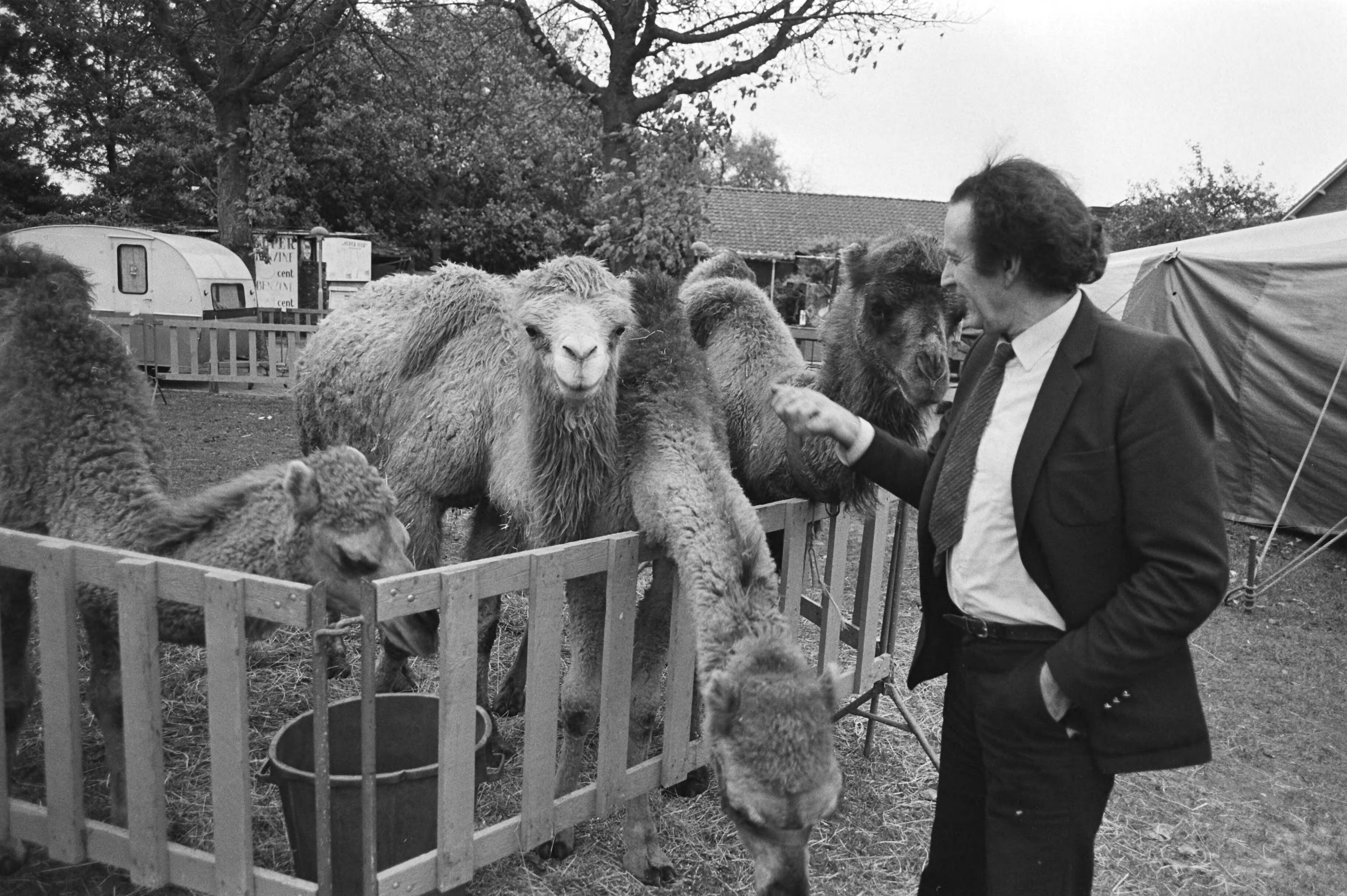 Fotocollectie Anefo — Circus Toni Boltini heeft in Laren allerlaatste voorstelling gegeven, einde van bijna 40 jarig bestaan Boltini (60) bij kamelen — Foto: Antonisse, Marcel / Anefo. Licentie: Set B: Rechtenvrij / Publiek Domein. Bron: Nationaal Archief. http://hdl.handle.net/10648/acec2746-d0b4-102d-bcf8-003048976d84
