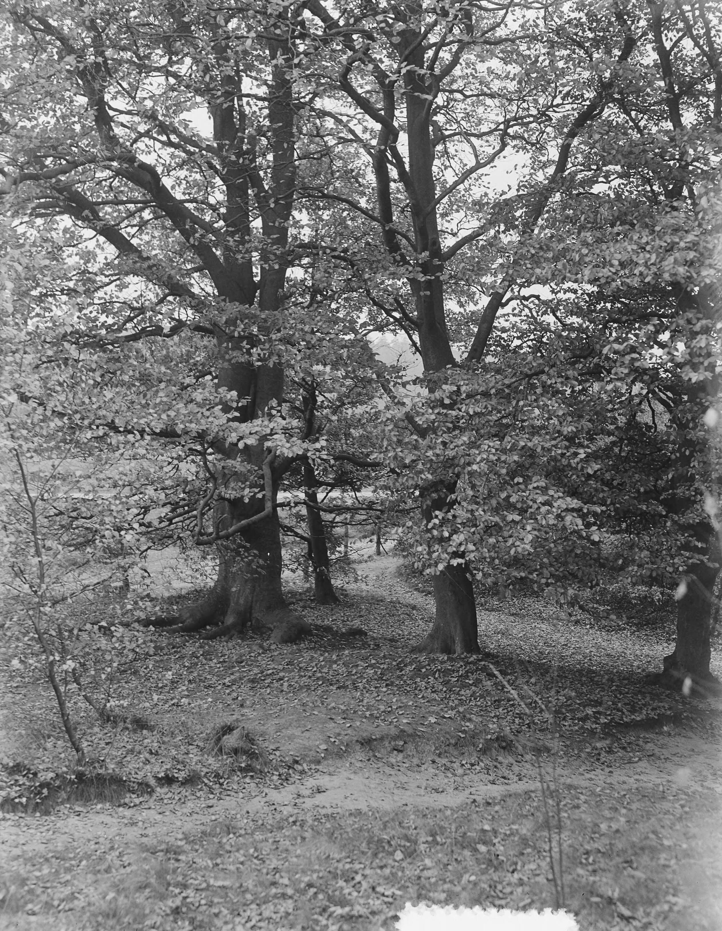 Fotocollectie Anefo — Herfstbosplaatjes om Hilversum — Foto: Behrens, Herbert F. / Anefo. Licentie: Set B: Rechtenvrij / Publiek Domein. Bron: Nationaal Archief. http://hdl.handle.net/10648/a915de82-d0b4-102d-bcf8-003048976d84