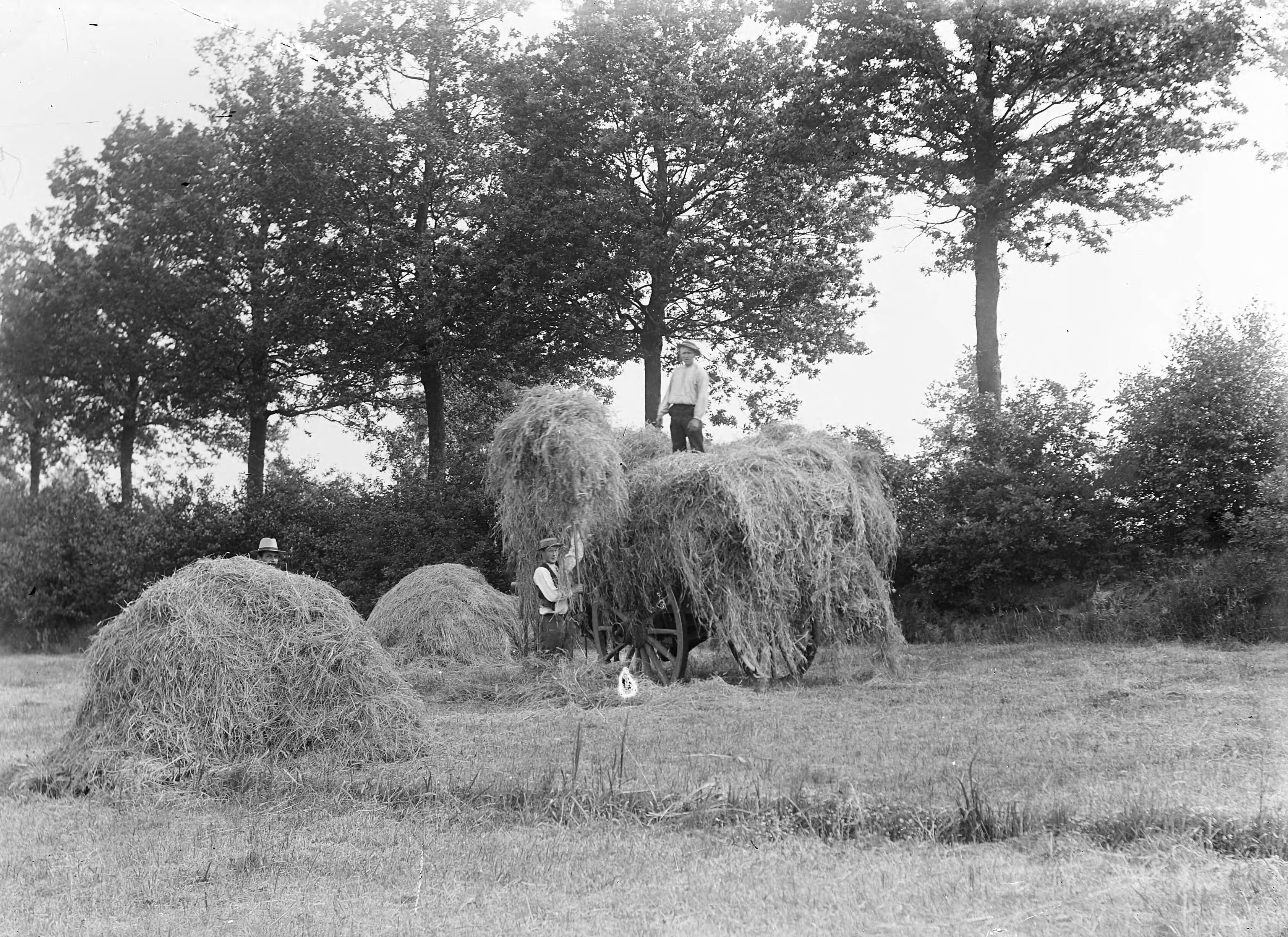 Fotocollectie Nederlandse Heidemaatschappij — Oogsten van hooi in Vloeiweide — Foto: Fotograaf Onbekend / Heidemij. Licentie: Set B: Rechtenvrij / Publiek Domein. Bron: Nationaal Archief. http://hdl.handle.net/10648/ae42befc-d0b4-102d-bcf8-003048976d84