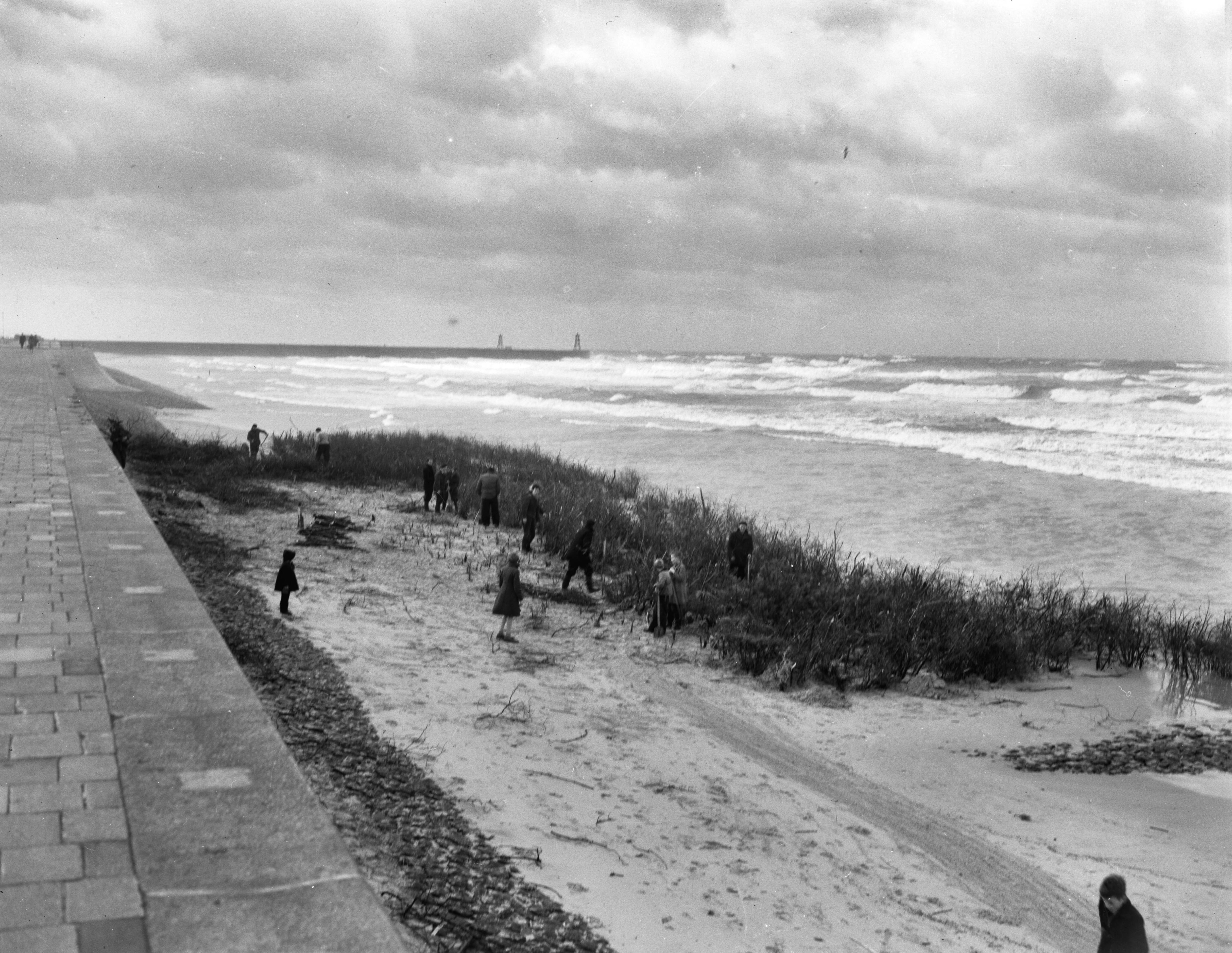 Fotocollectie Anefo — Westerstorm aan de kust van Scheveningen. Planten van takkenbossen als zeewering — Foto: Pot, Harry / Anefo. Licentie: Set B: Rechtenvrij / Publiek Domein. Bron: Nationaal Archief. http://hdl.handle.net/10648/ad7bf75e-d0b4-102d-bcf8-003048976d84