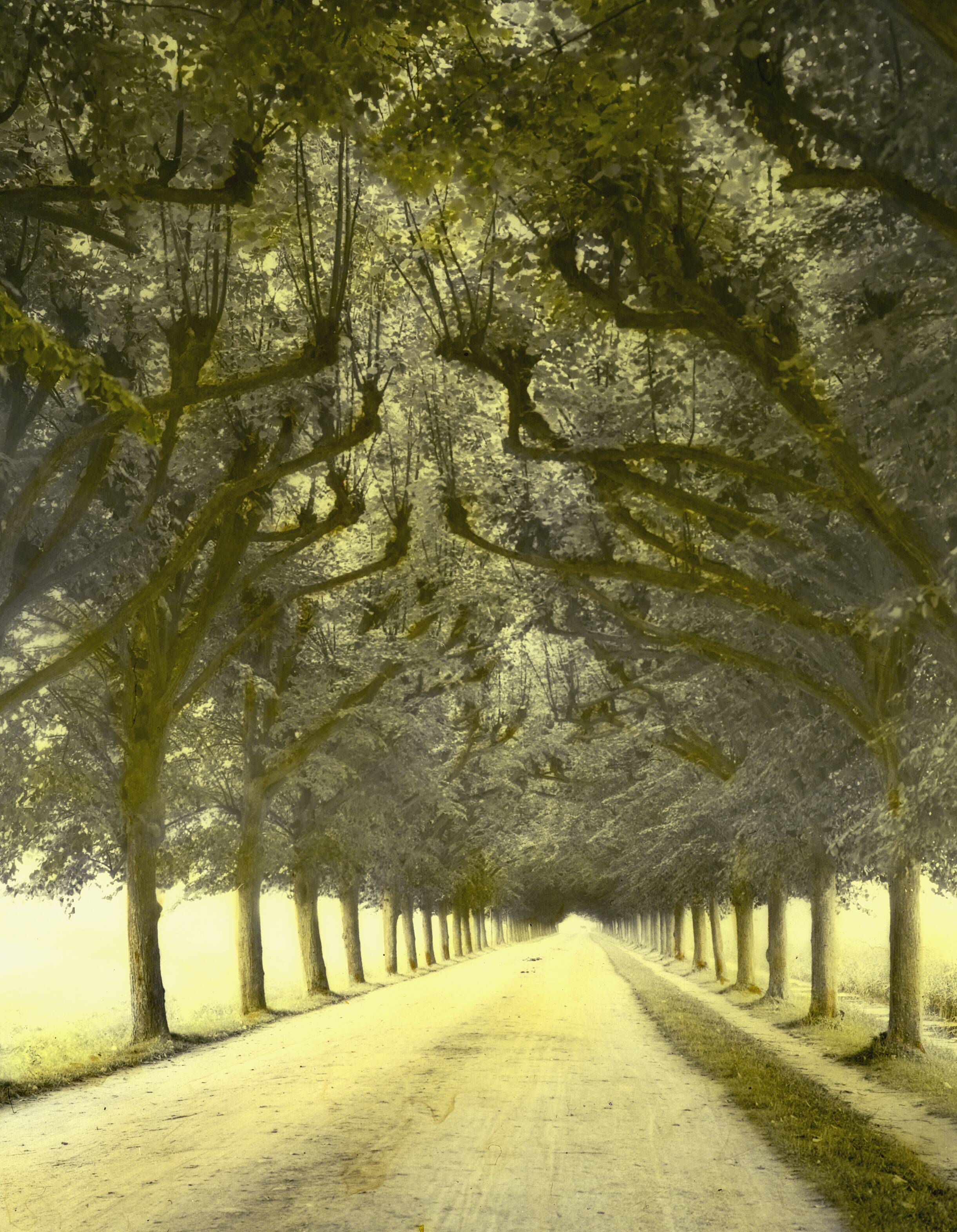 Fotocollectie Nederlandse Heidemaatschappij — [Laan met aan weerszijden bomen] — Foto: Fotograaf Onbekend / Heidemij. Licentie: Set B: Rechtenvrij / Publiek Domein. Bron: Nationaal Archief. http://hdl.handle.net/10648/ae4a0572-d0b4-102d-bcf8-003048976d84