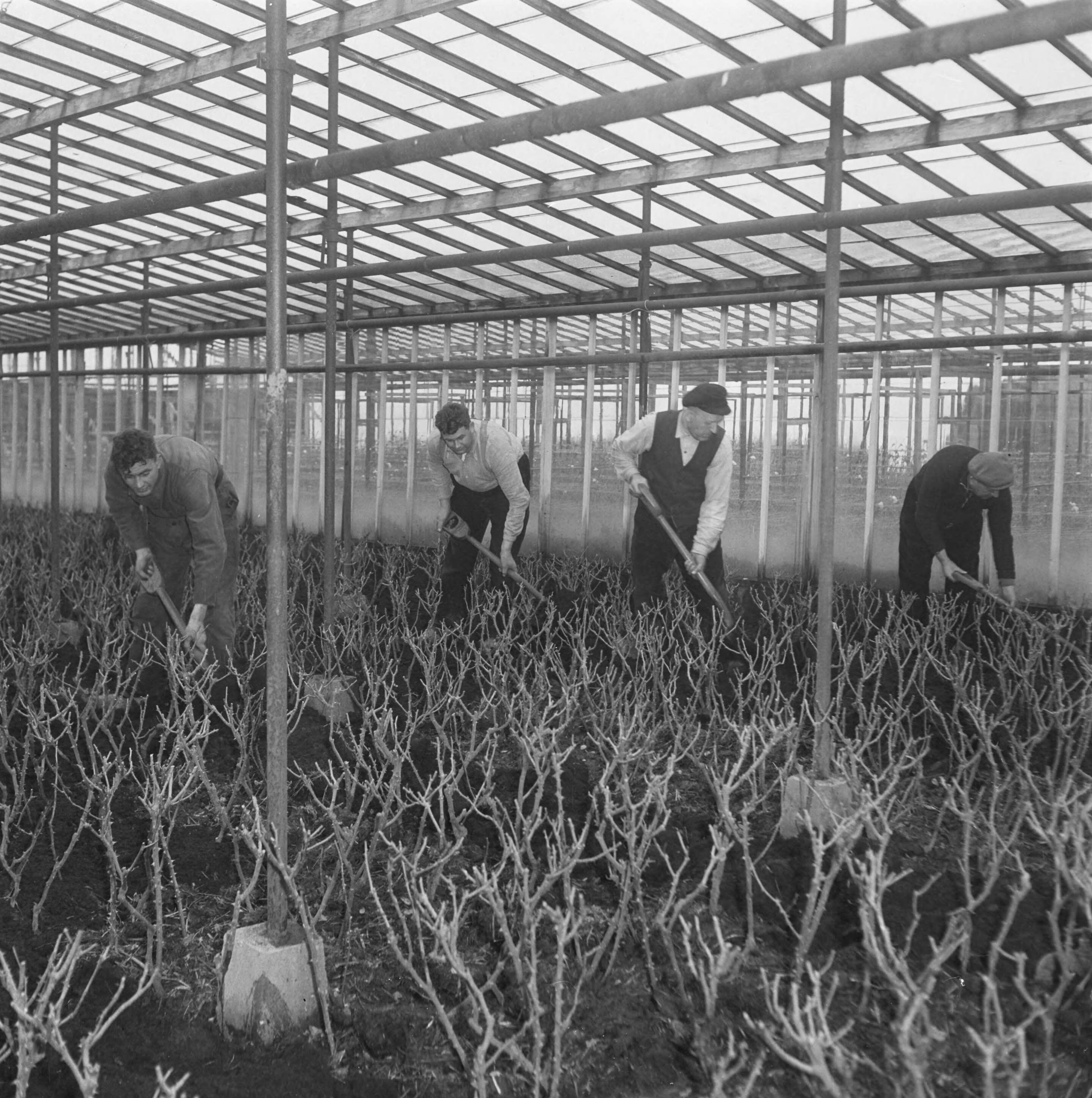 Aalsmeer — Foto: Buiten, Klaas van / Anefo. — Licentie: Set B: Rechtenvrij / Publiek Domein. Bron: Nationaal Archief. http://hdl.handle.net/10648/a8a602b0-d0b4-102d-bcf8-003048976d84