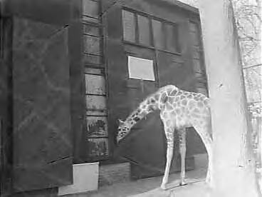 Fotocollectie Anefo — Giraffe voor dierenpark Wassenaar wordt "geleverd" door warenhuis De Bijenkorf te Den Haag n.a.v. eerder verschenen advertentie. Giraffe Lilou ruikt aan haar hok — Foto: Rossem, Wim van / Anefo. Licentie: Set B: Rechtenvrij / Publiek Domein. Bron: Nationaal Archief. http://hdl.handle.net/10648/a95d2fda-d0b4-102d-bcf8-003048976d84
