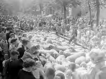 Fotocollectie Anefo — Traditionele schapendag in Ede onder het motto "Van schapenwol tot wollenkleed" — Foto: Pot, Harry / Anefo. Licentie: Set B: Rechtenvrij / Publiek Domein. Bron: Nationaal Archief. http://hdl.handle.net/10648/a982c420-d0b4-102d-bcf8-003048976d84