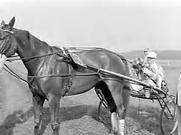 Fotocollectie Anefo — Draverijen te Duindigt. Kampioenschap van Nederland (2500 meter). Winnaar Theo Messidor — Foto: Fotograaf Onbekend / Anefo. Licentie: Set B: Rechtenvrij / Publiek Domein. Bron: Nationaal Archief. http://hdl.handle.net/10648/ad78c6f6-d0b4-102d-bcf8-003048976d84