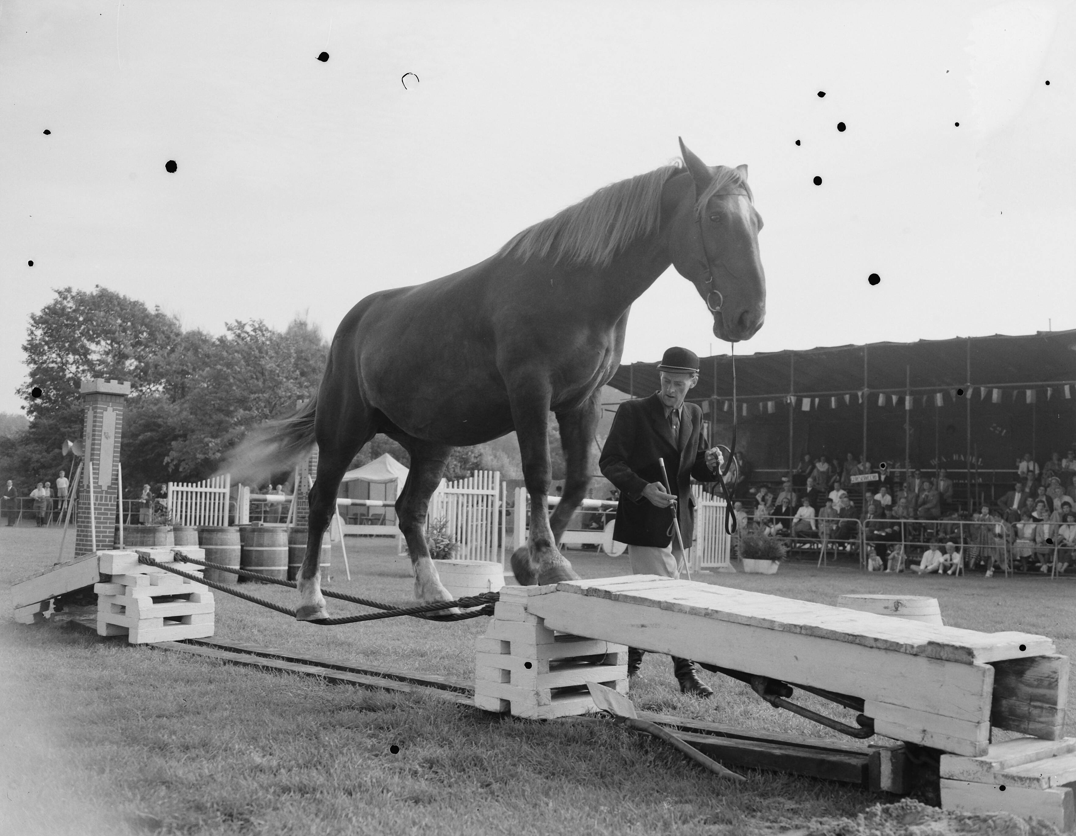 Fotocollectie Anefo — Jubileum Concours Hippique Den Haag , Jan de Wit met gedresseerde paarden [paard loopt over touwbaan] — Foto: Pot, Harry / Anefo. Licentie: Set B: Rechtenvrij / Publiek Domein. Bron: Nationaal Archief. http://hdl.handle.net/10648/a939bda2-d0b4-102d-bcf8-003048976d84